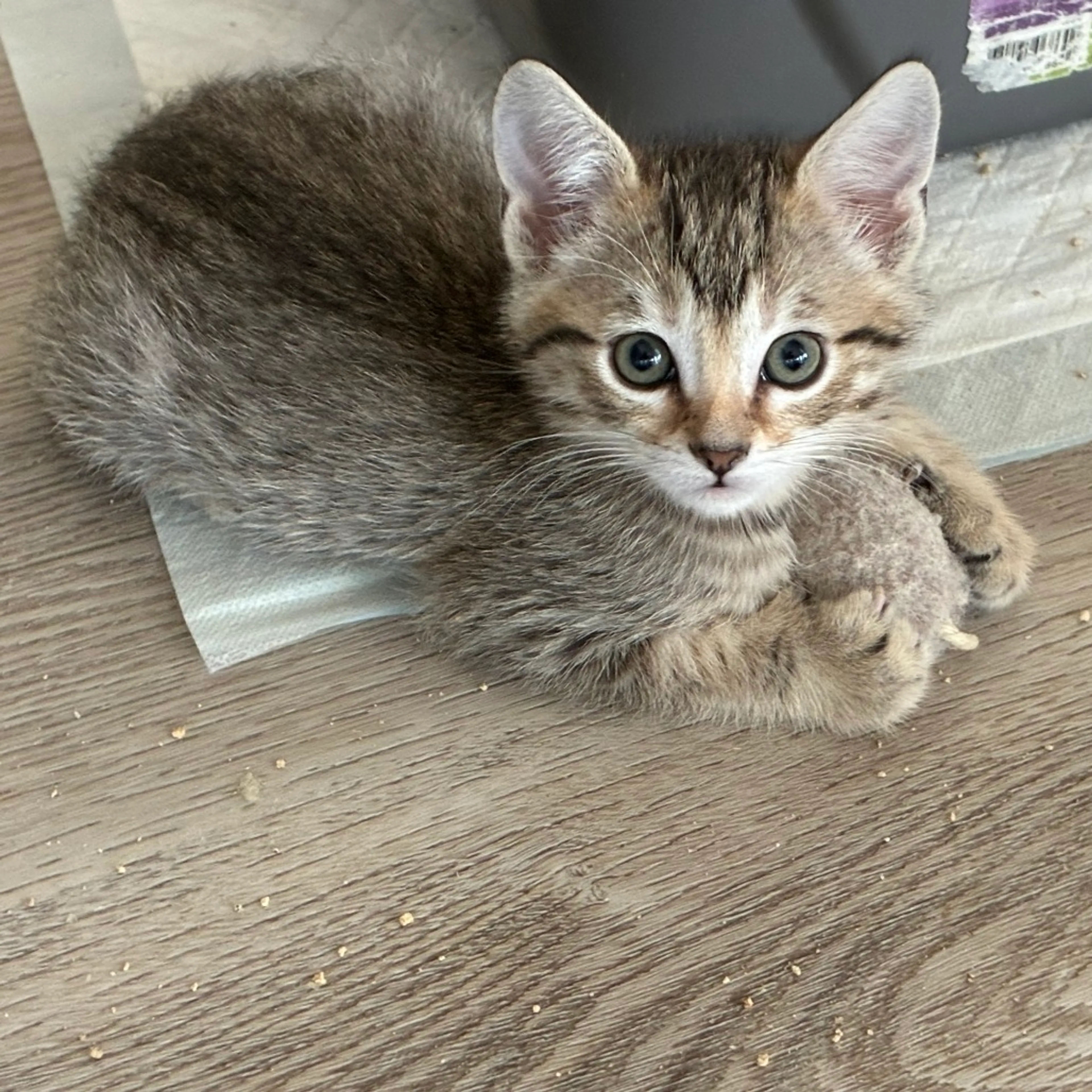 Found pet-0