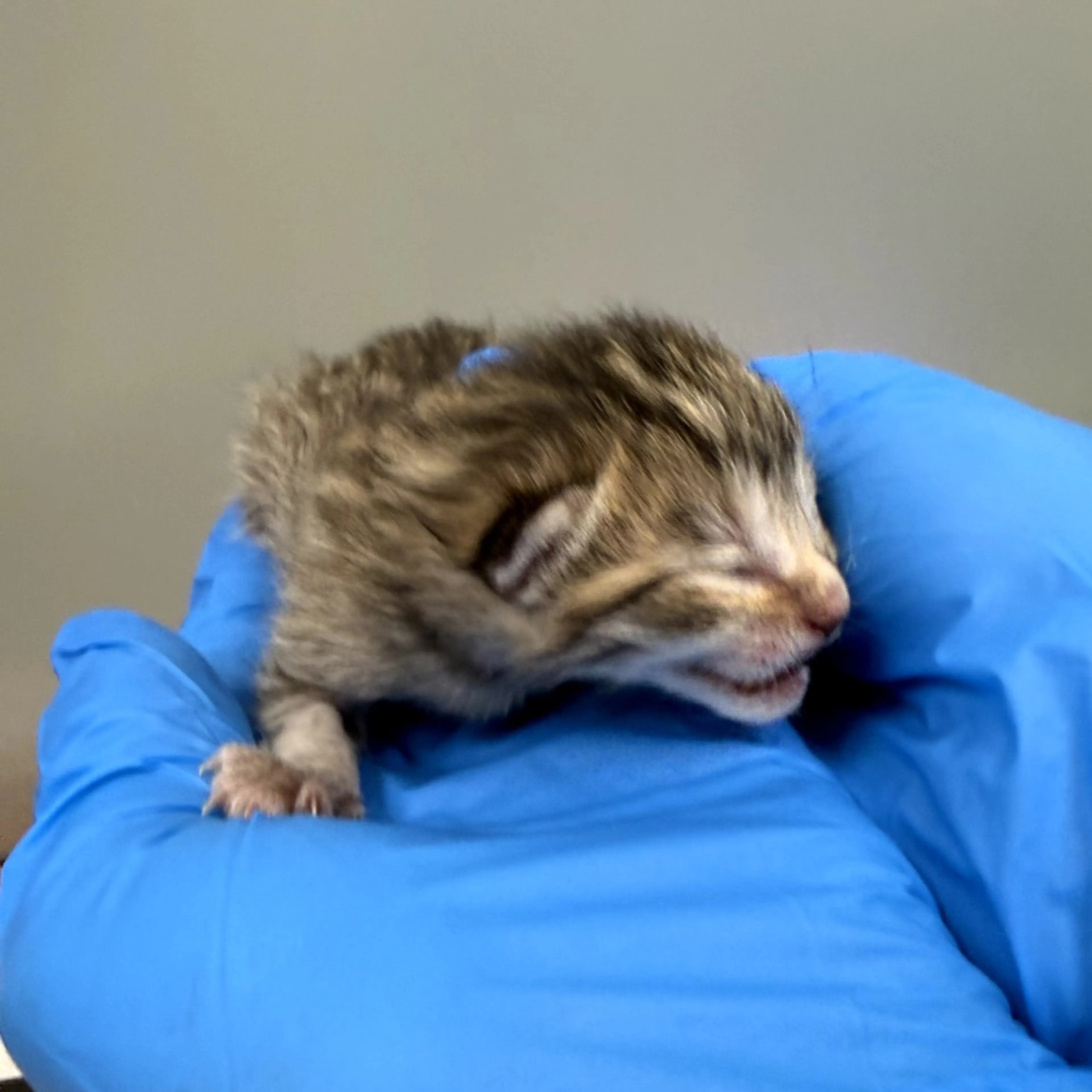 Found pet-1