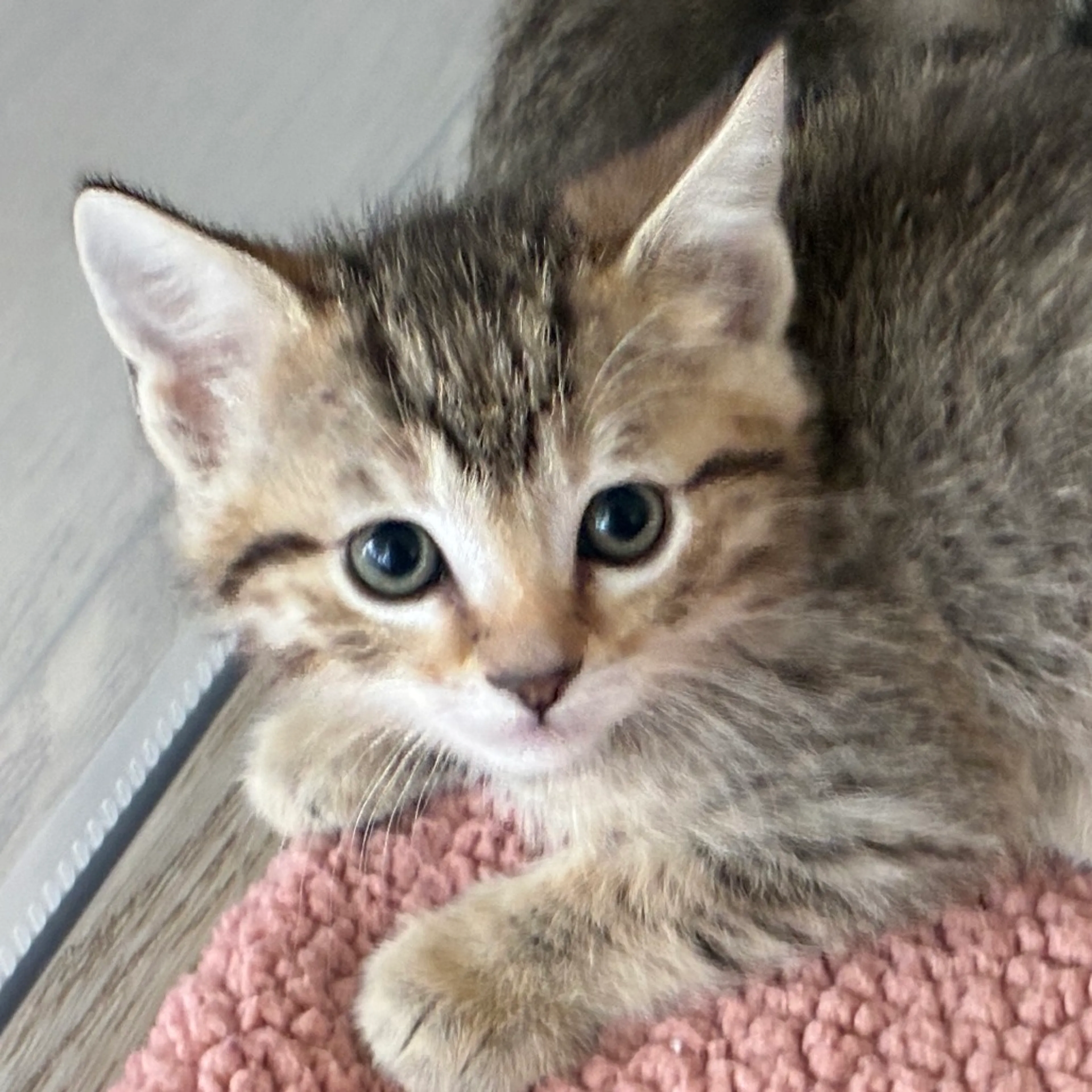 Found pet-4