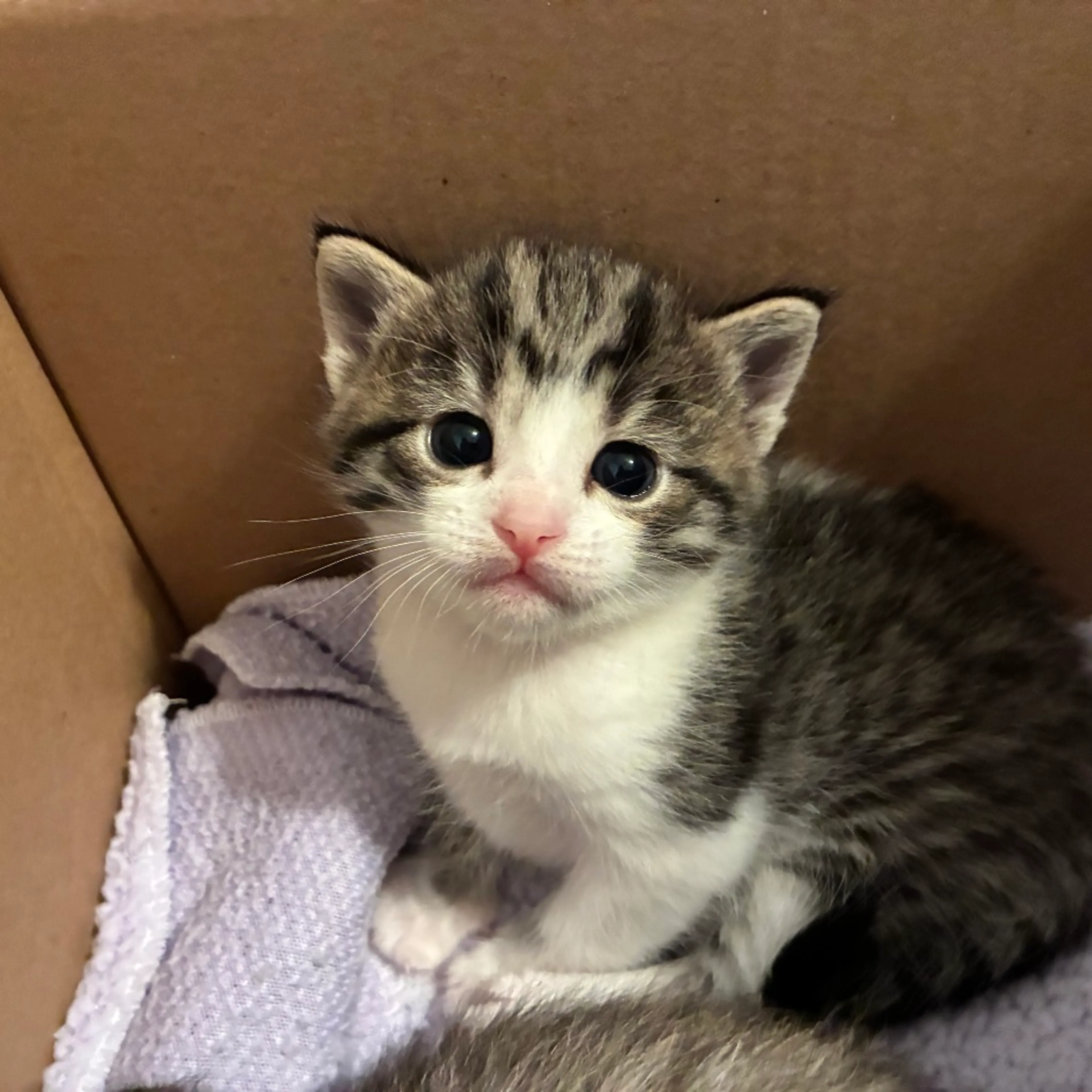 Found pet-2