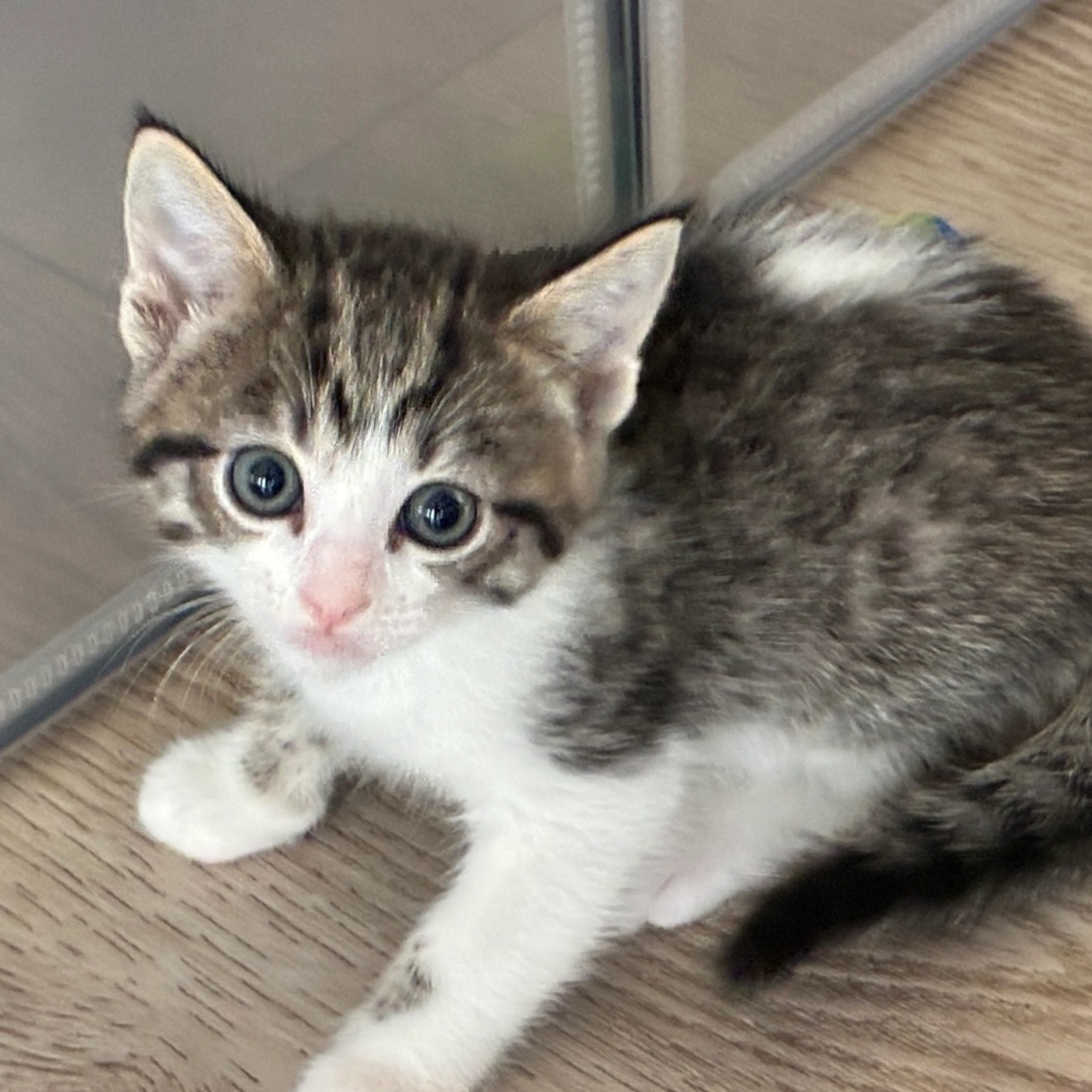 Found pet-4
