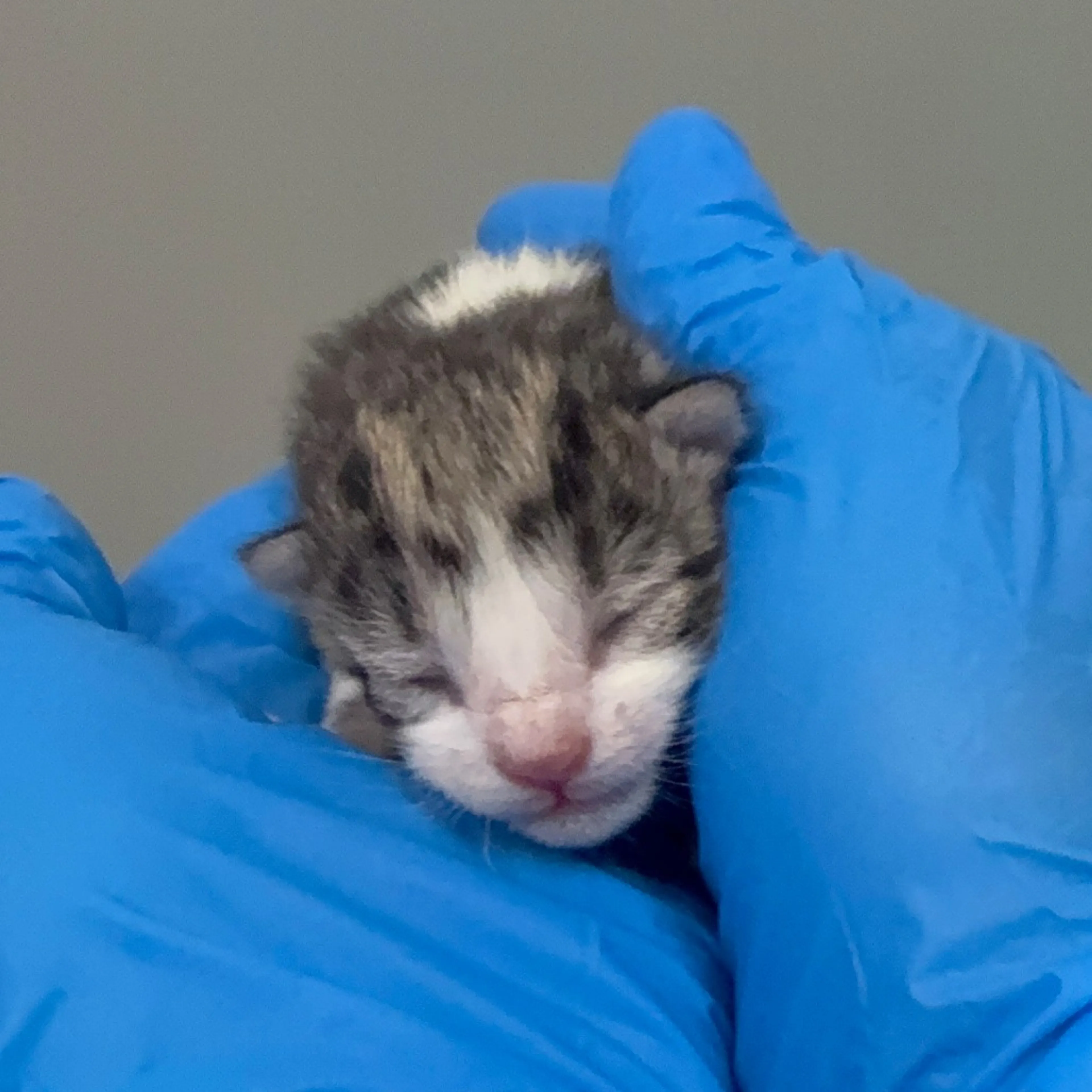 Found pet-1