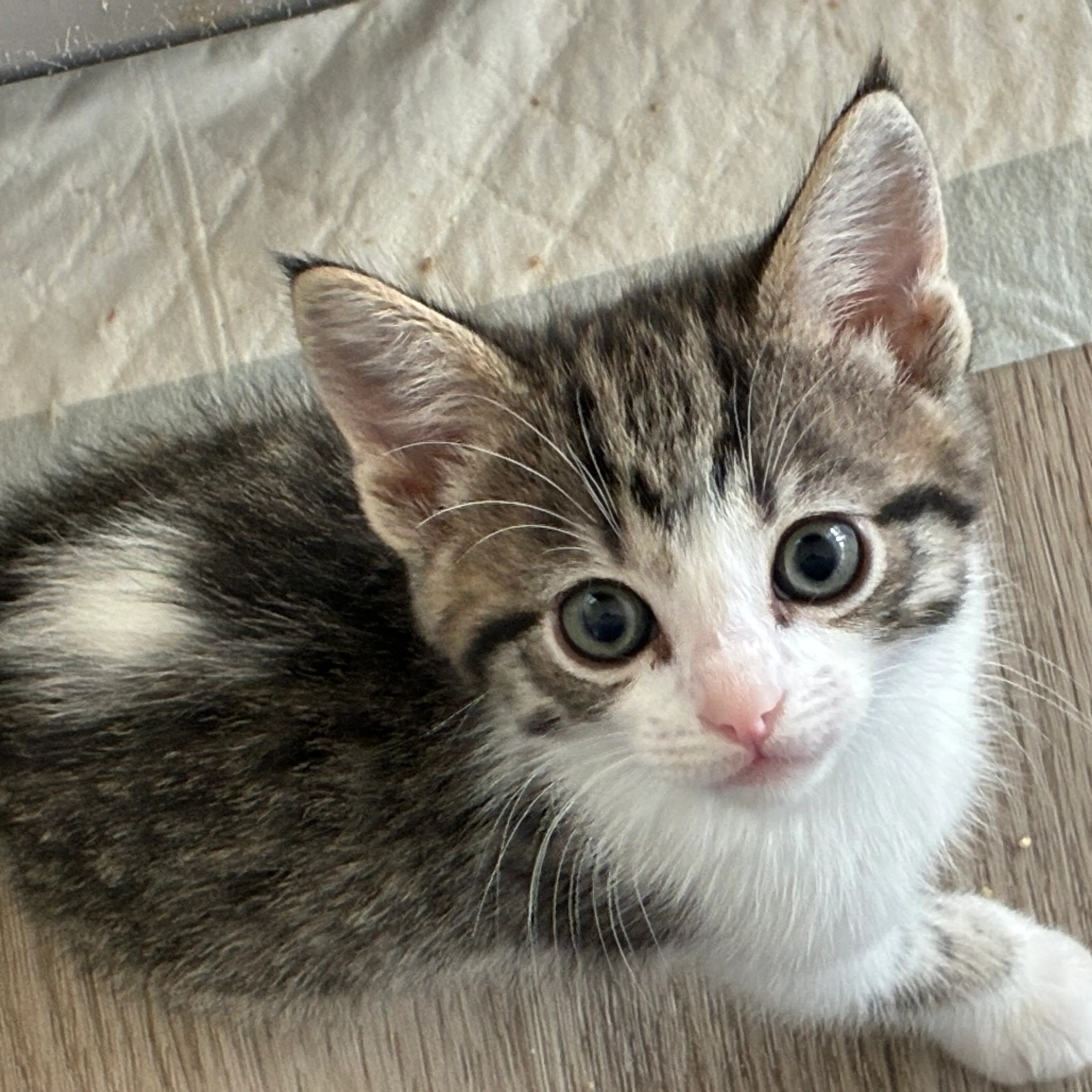 Found pet-0