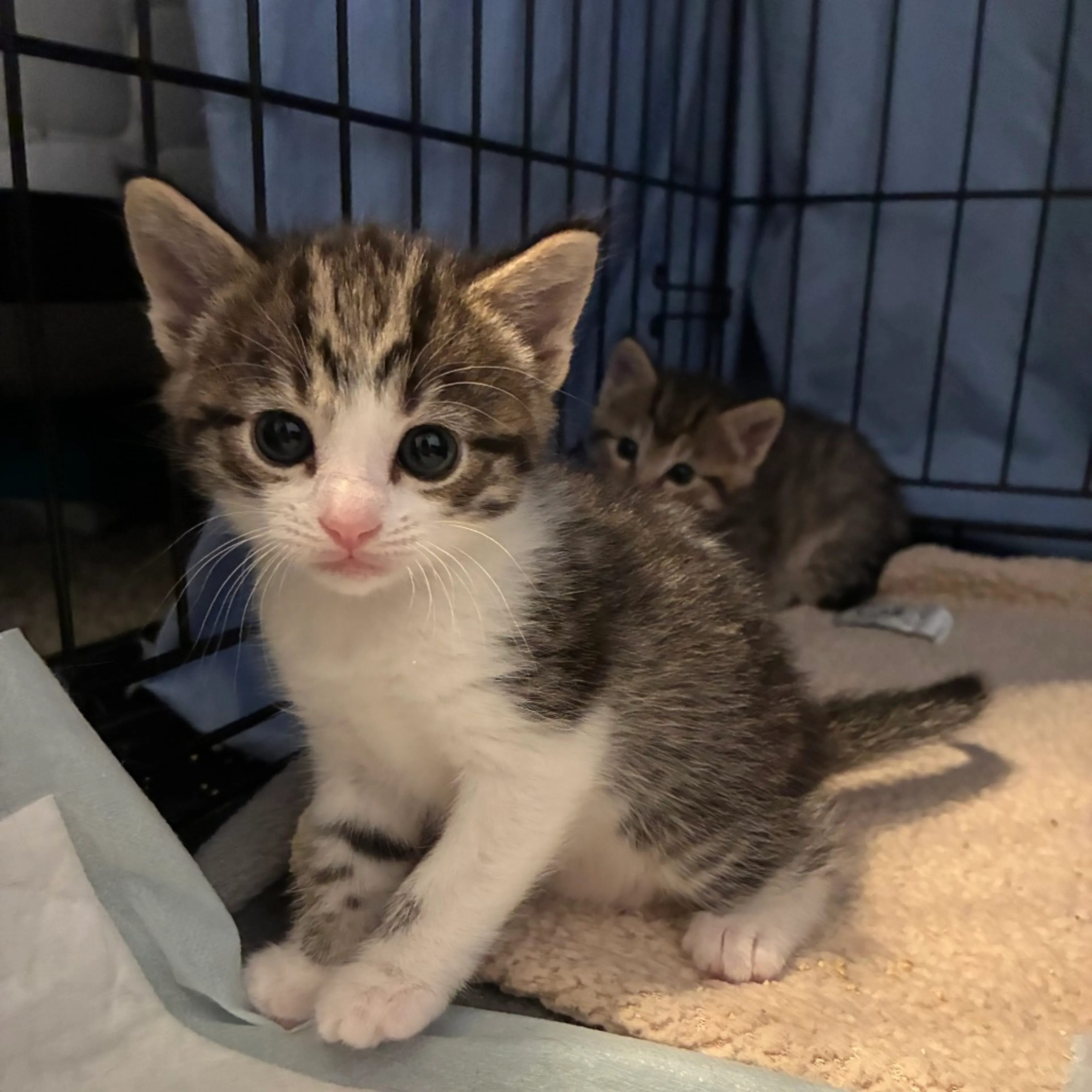 Found pet-3