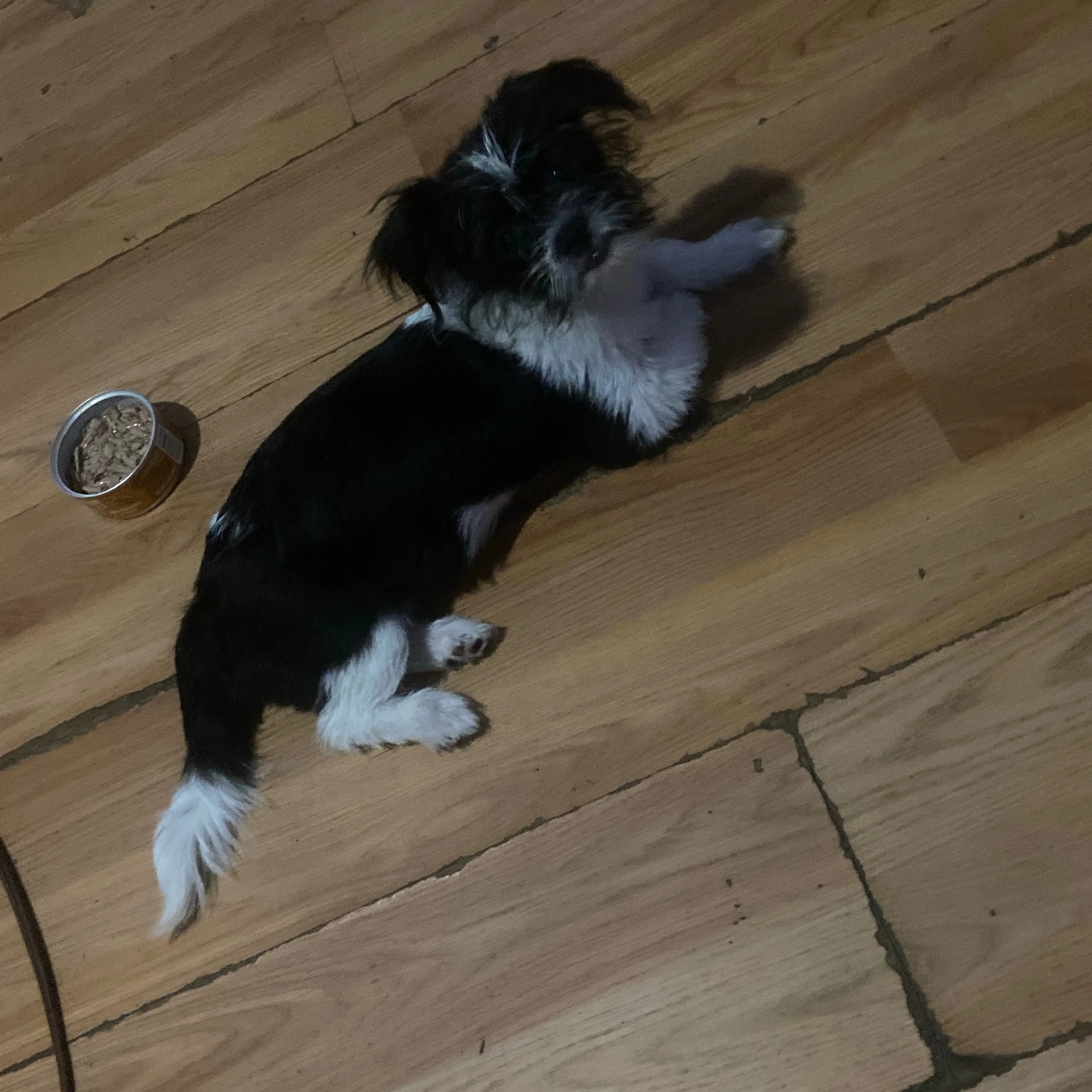 Lost pet-3