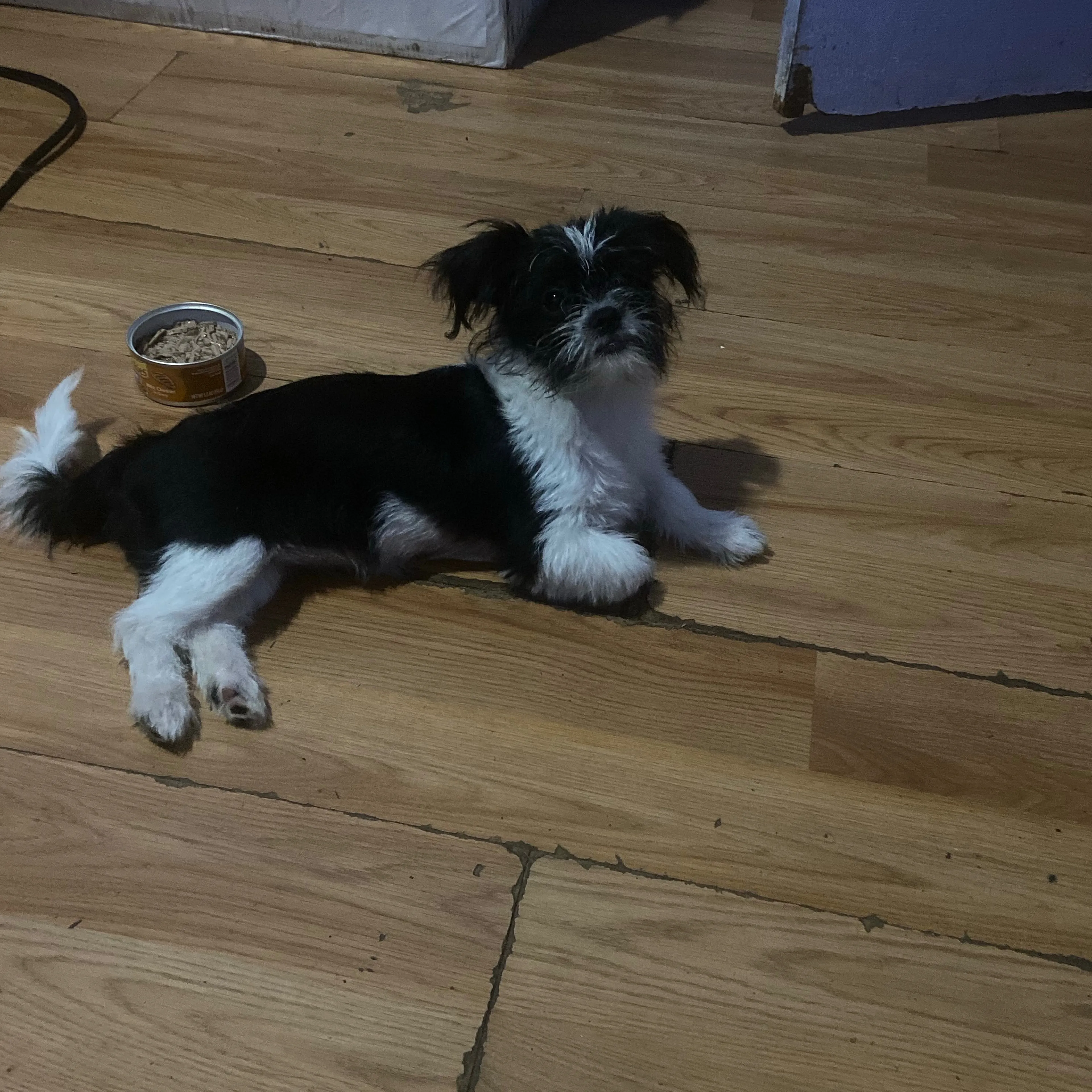 Lost pet-1