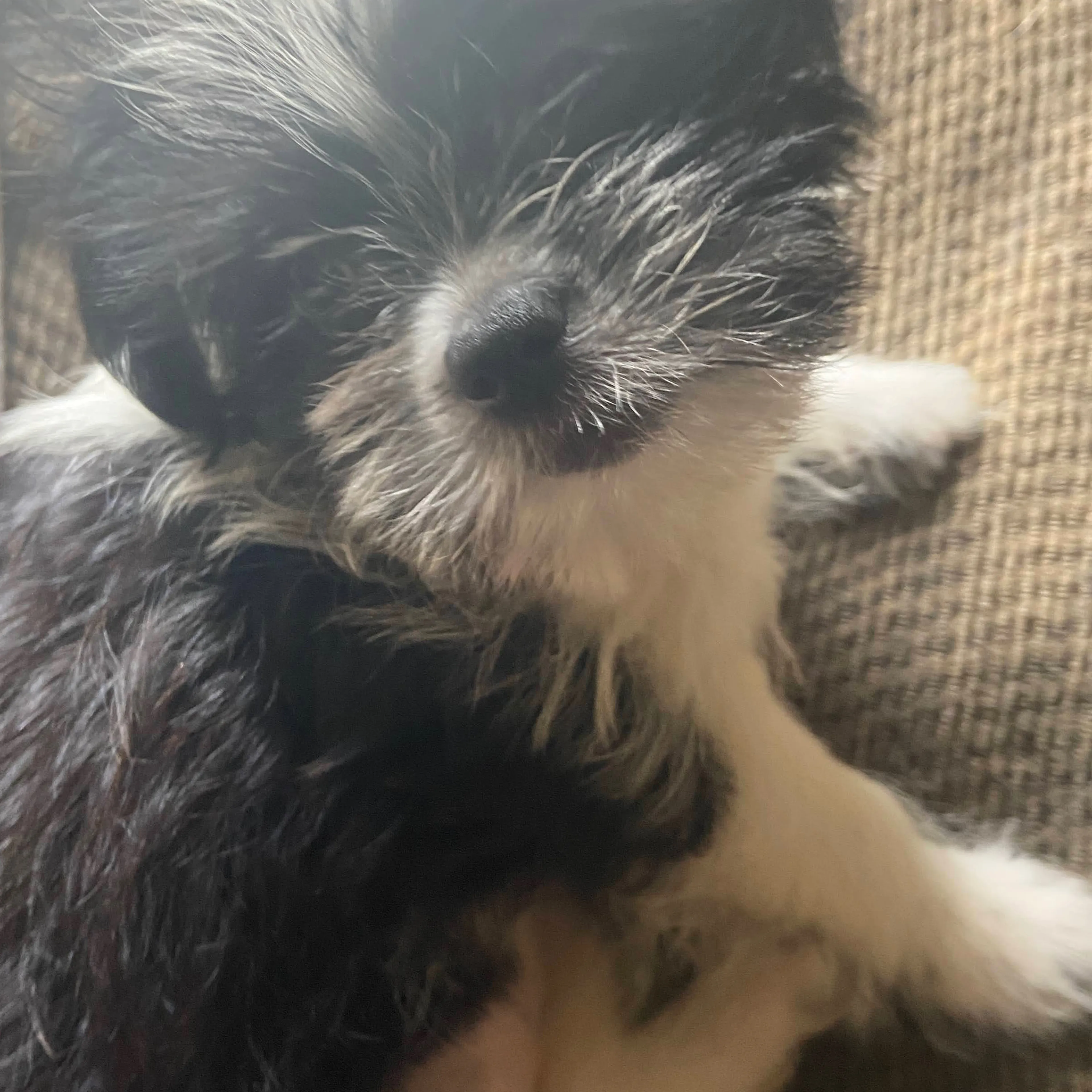 Lost pet-2