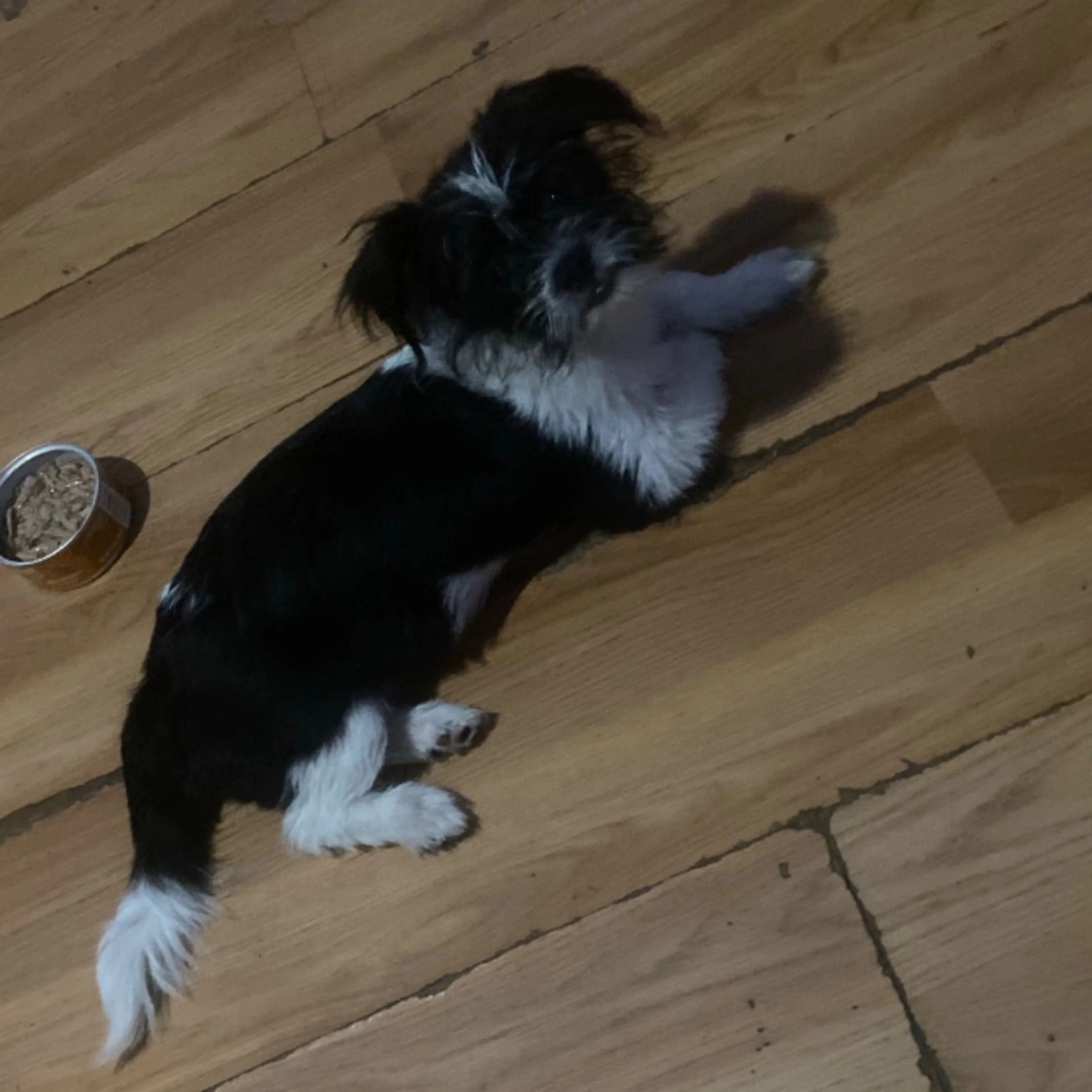 Lost pet-0