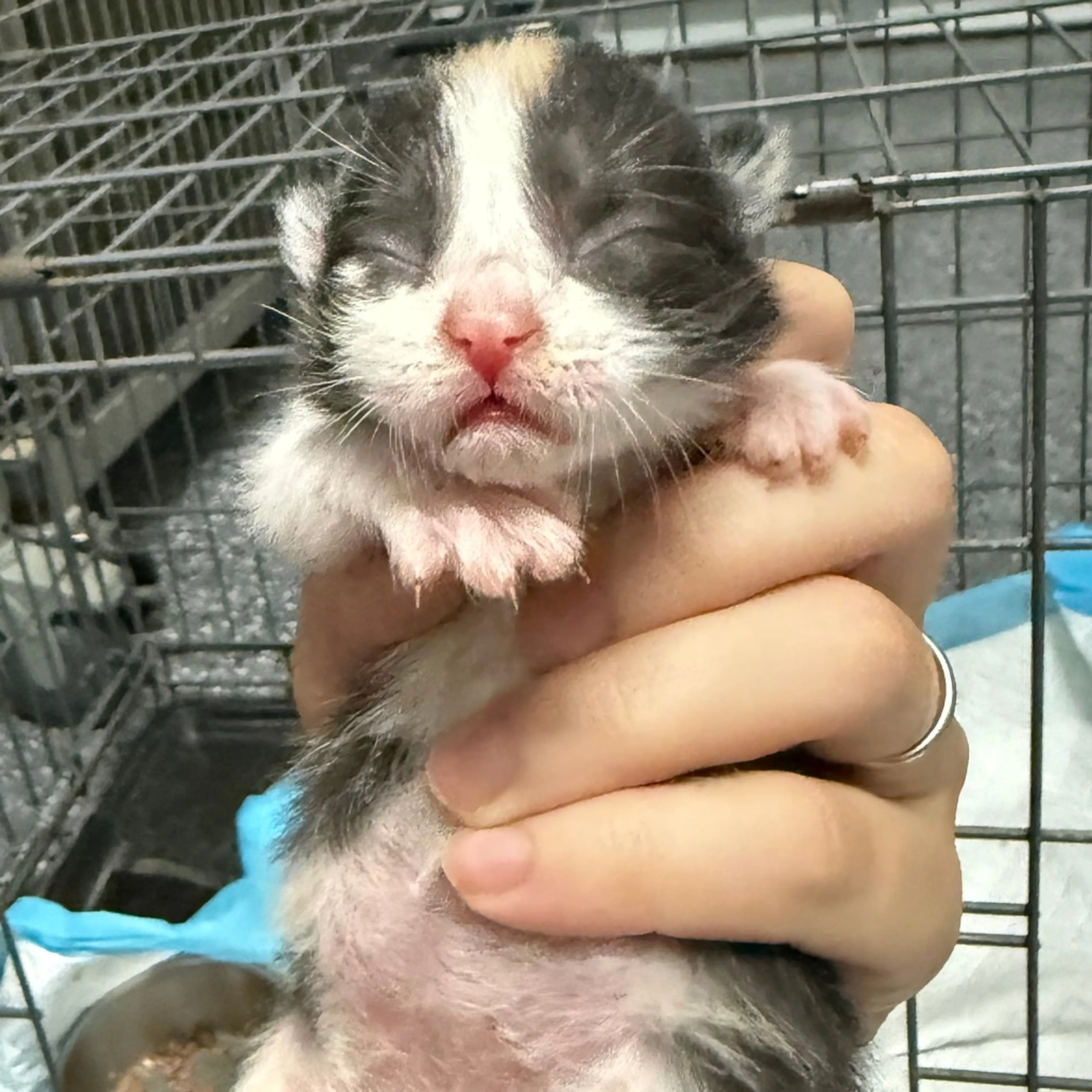 Found pet-1