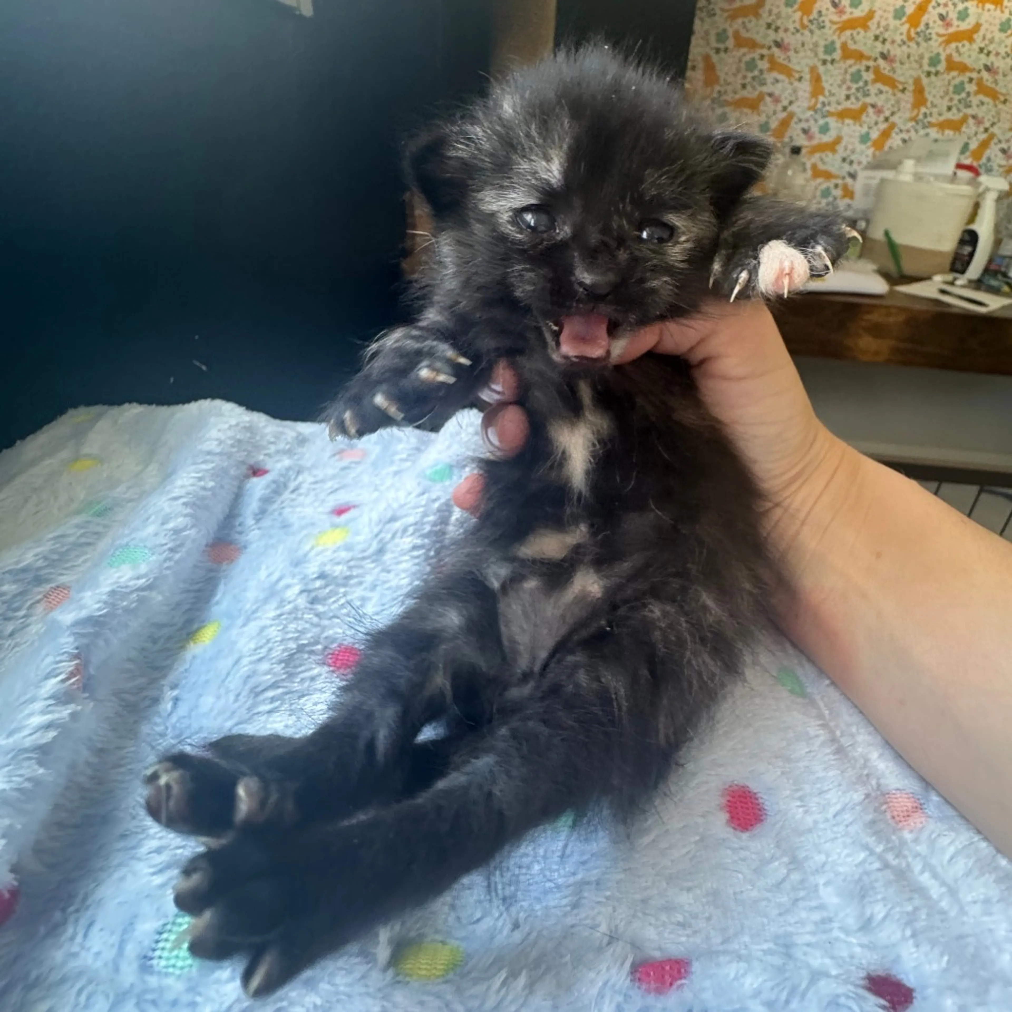 Found pet-0
