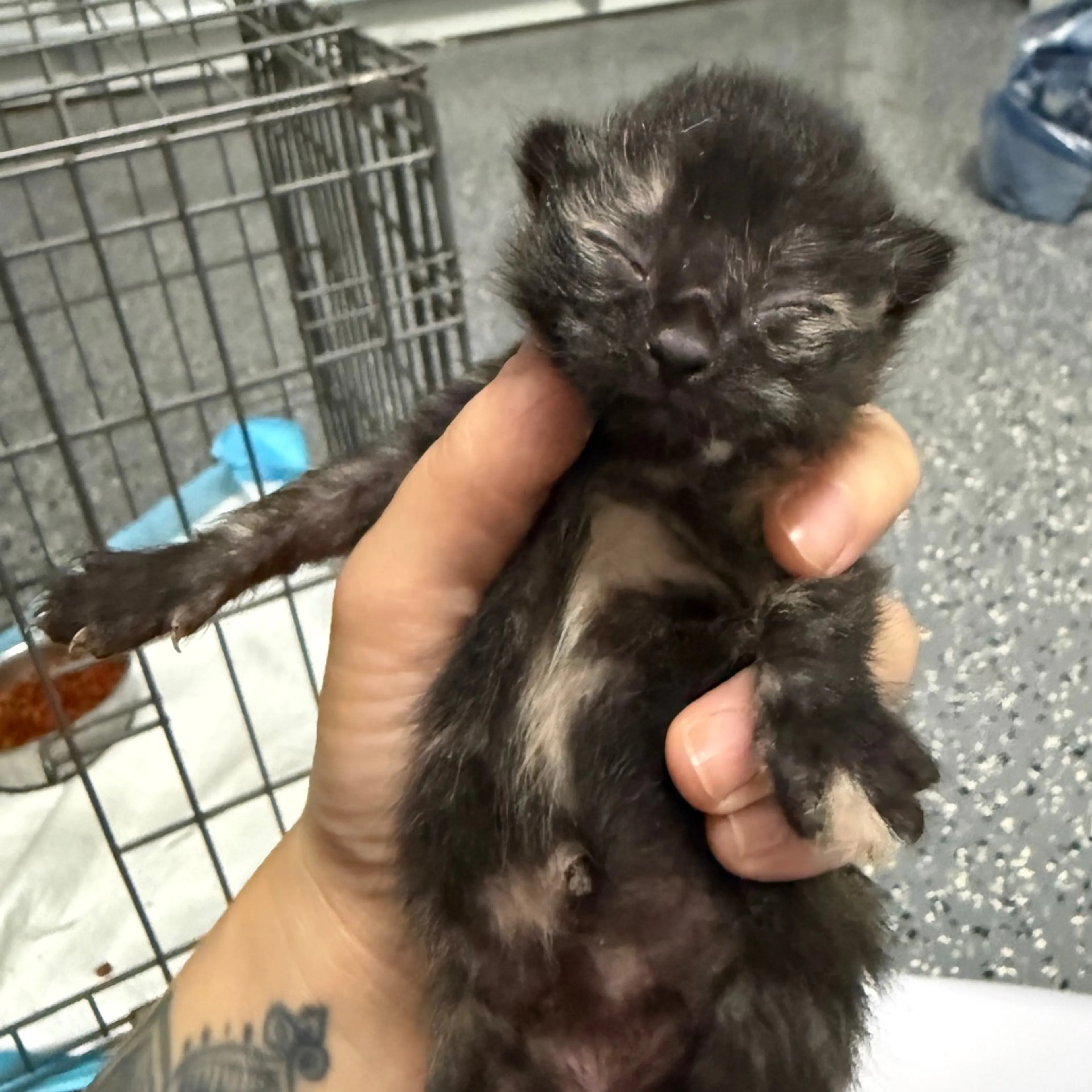 Found pet-1