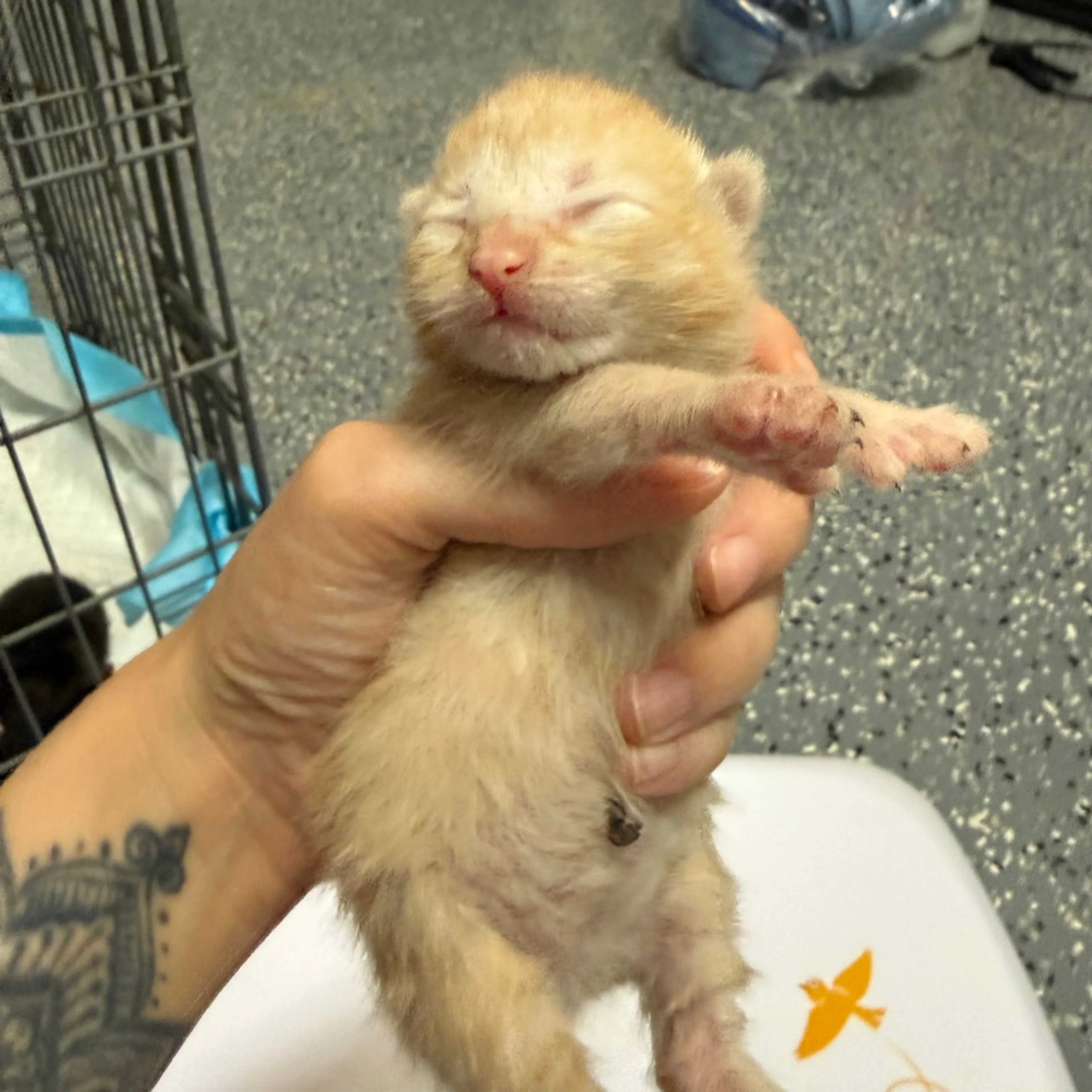 Found pet-1