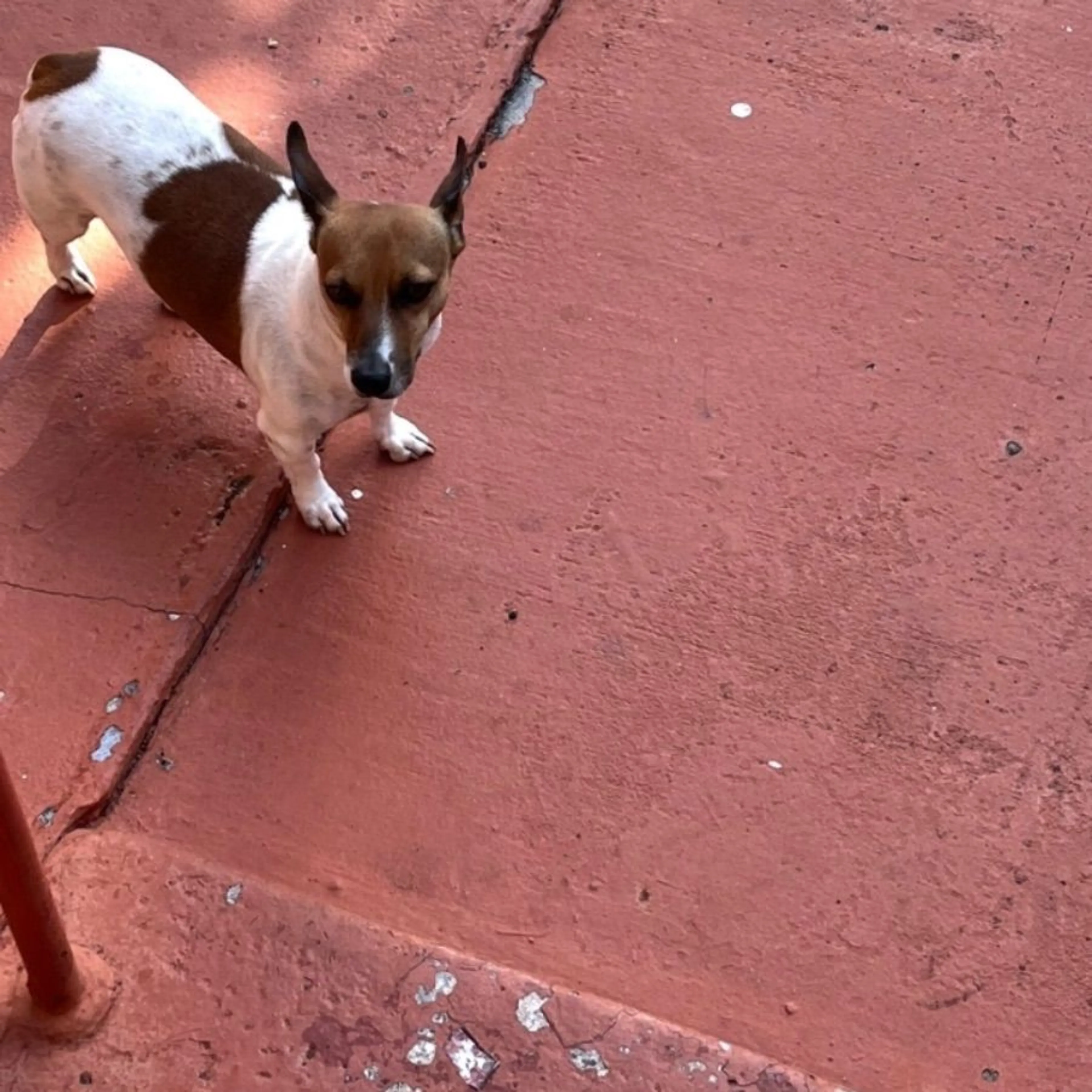 Lost pet