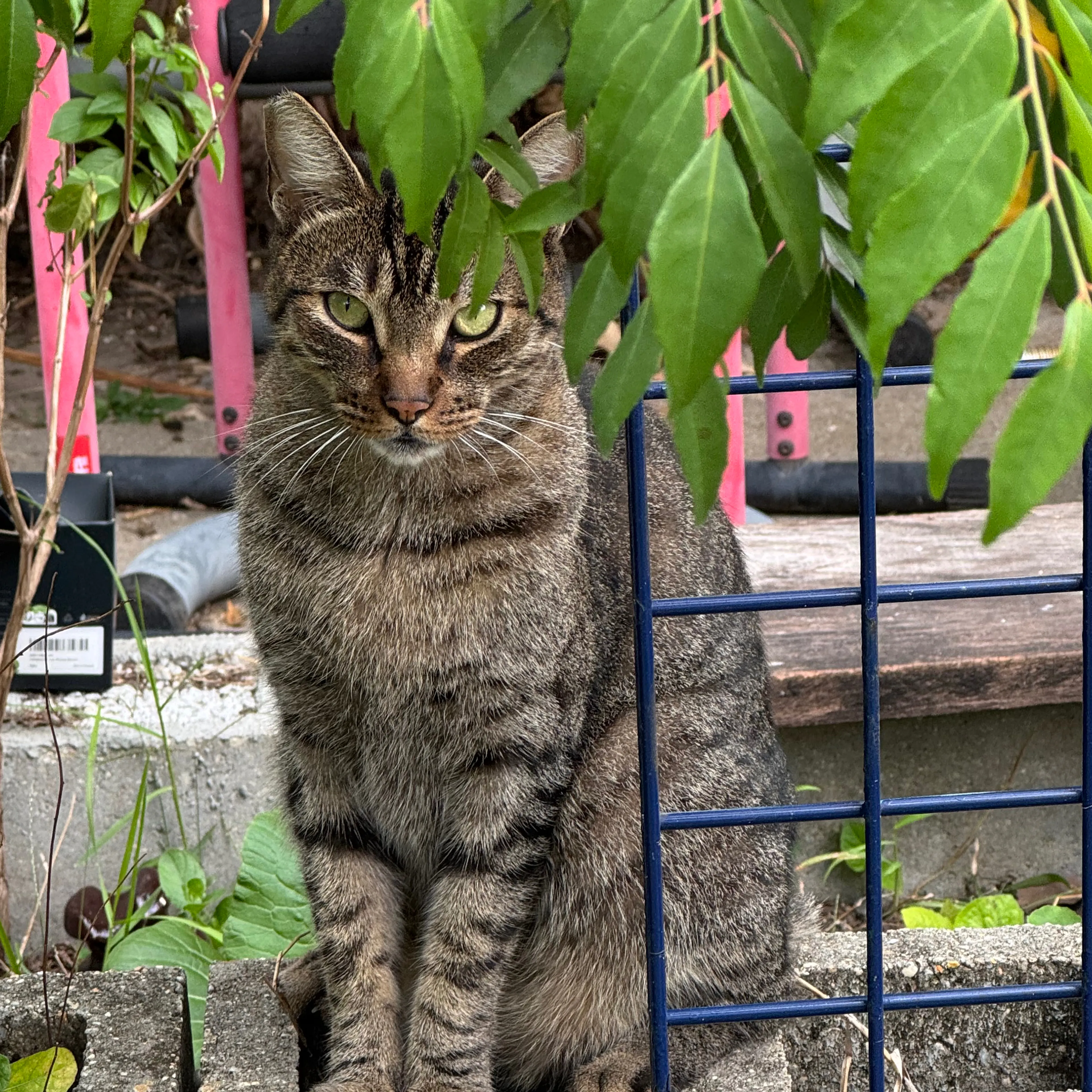 Lost pet-1