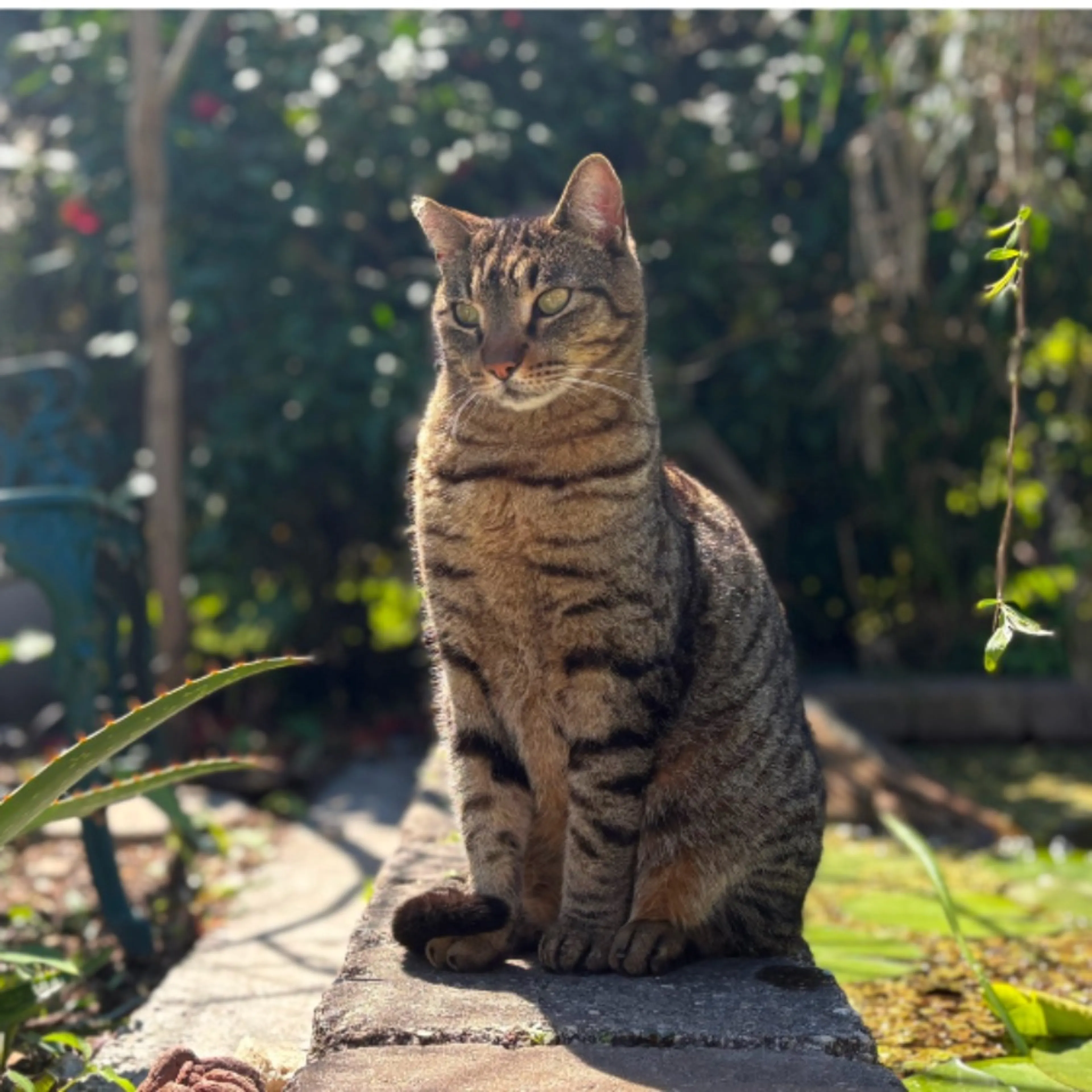 Lost pet-0