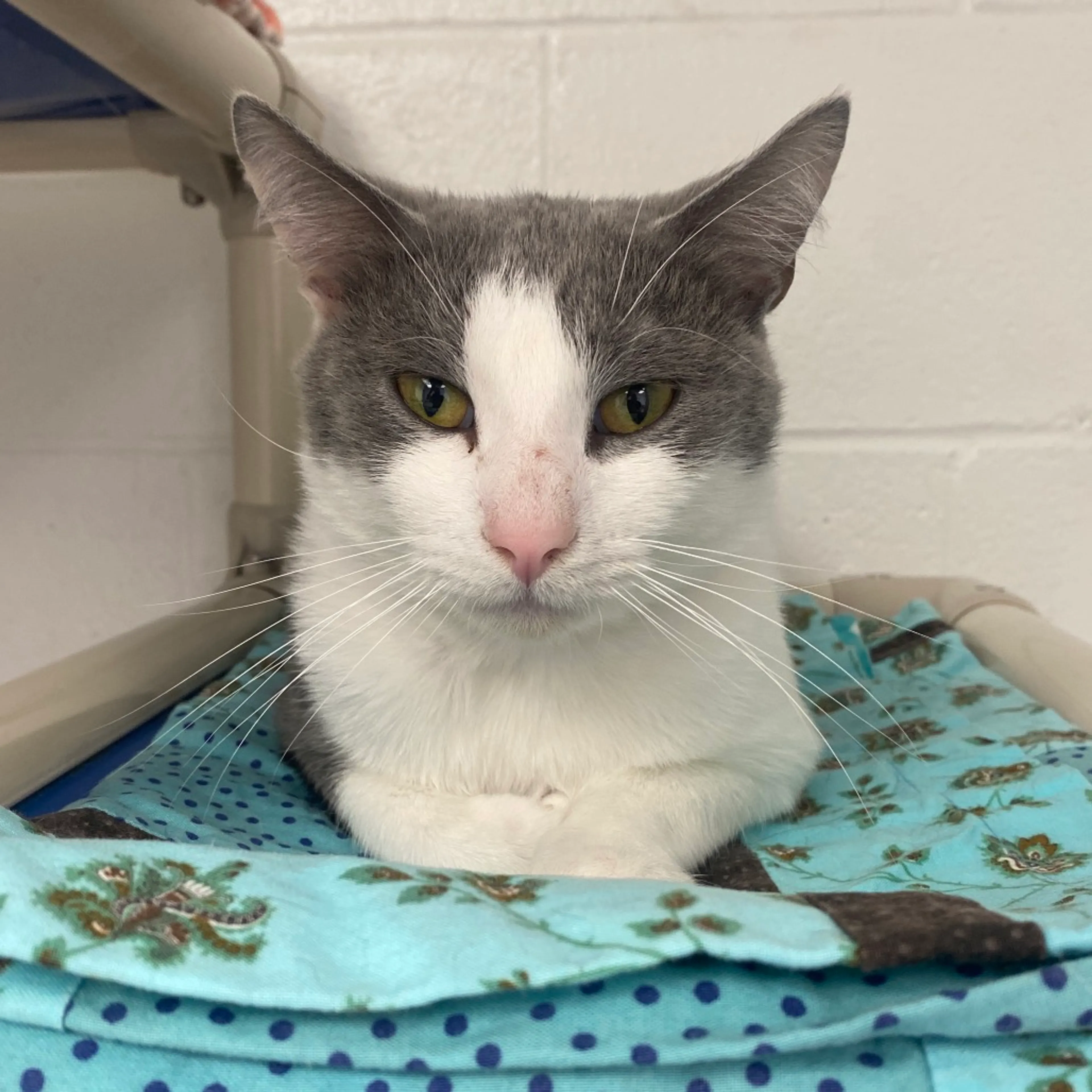 Found pet-2