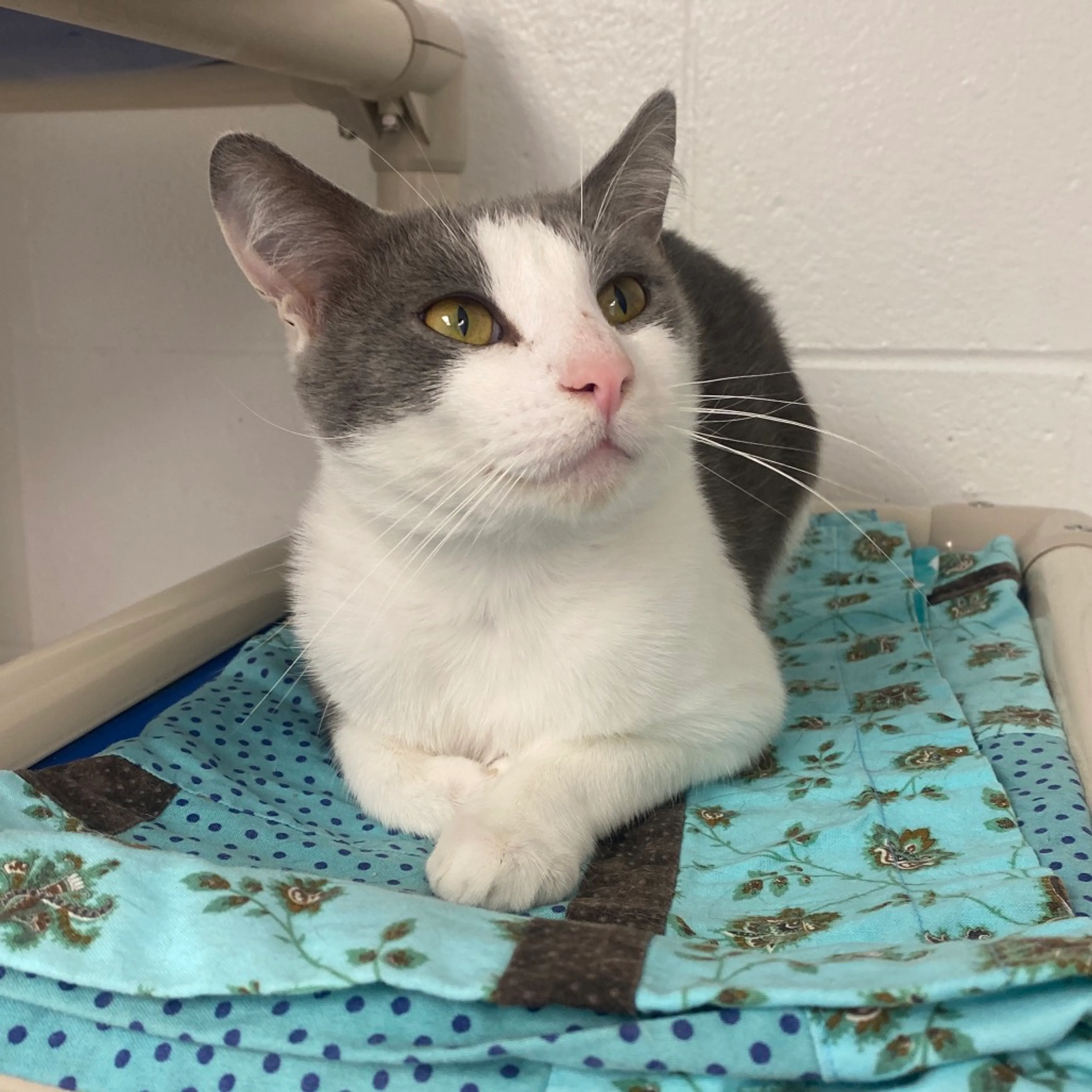 Found pet-1