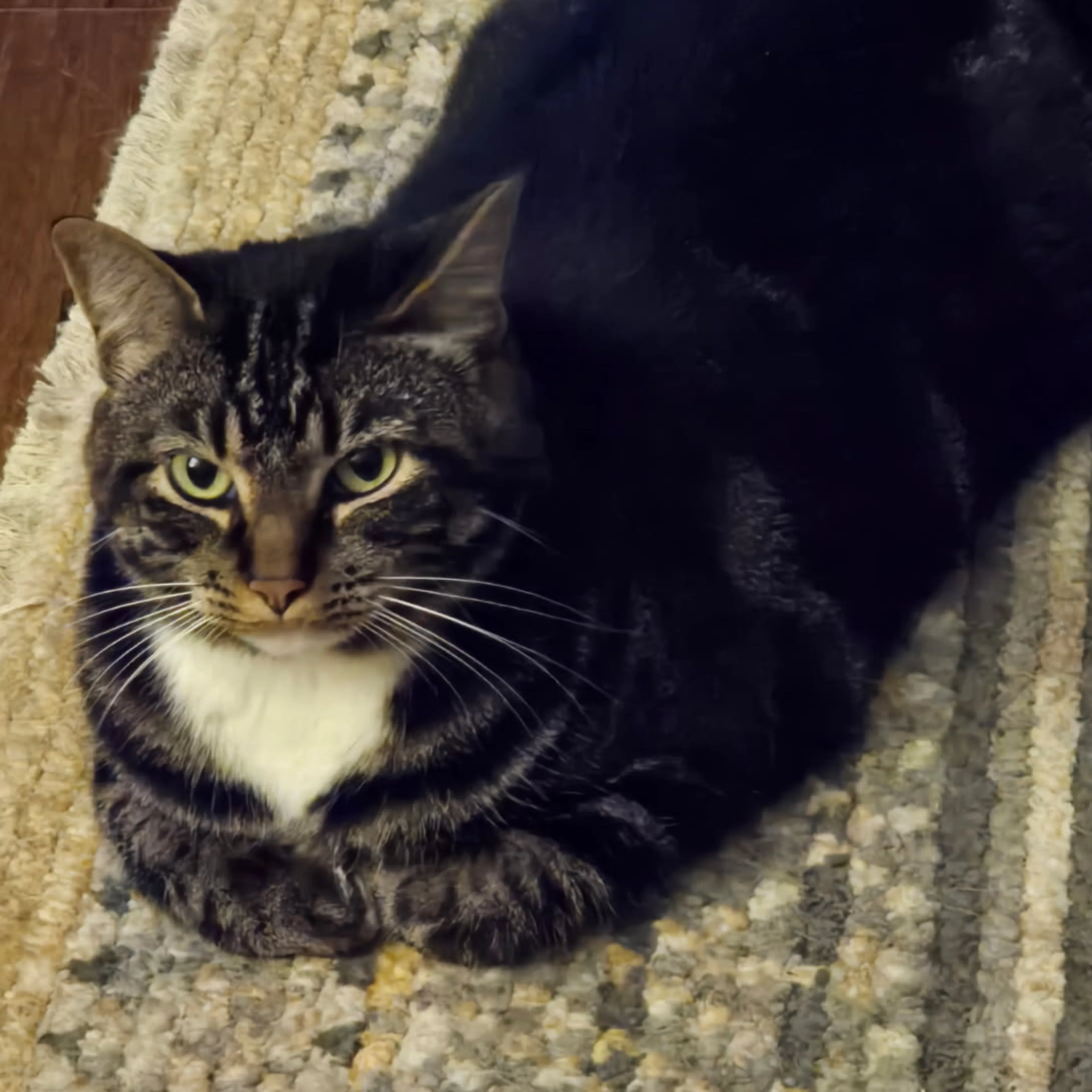 Lost pet-1