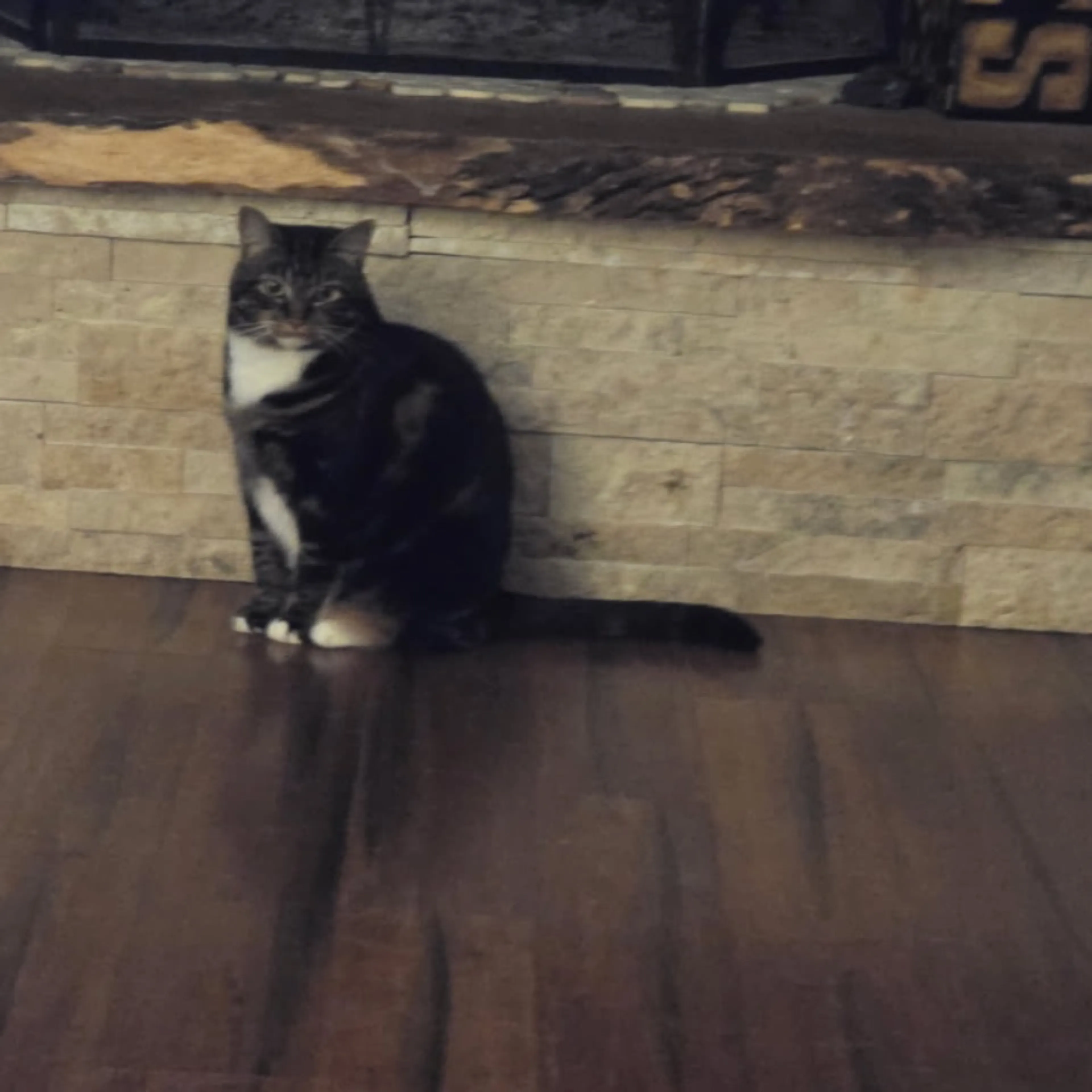 Lost pet-0