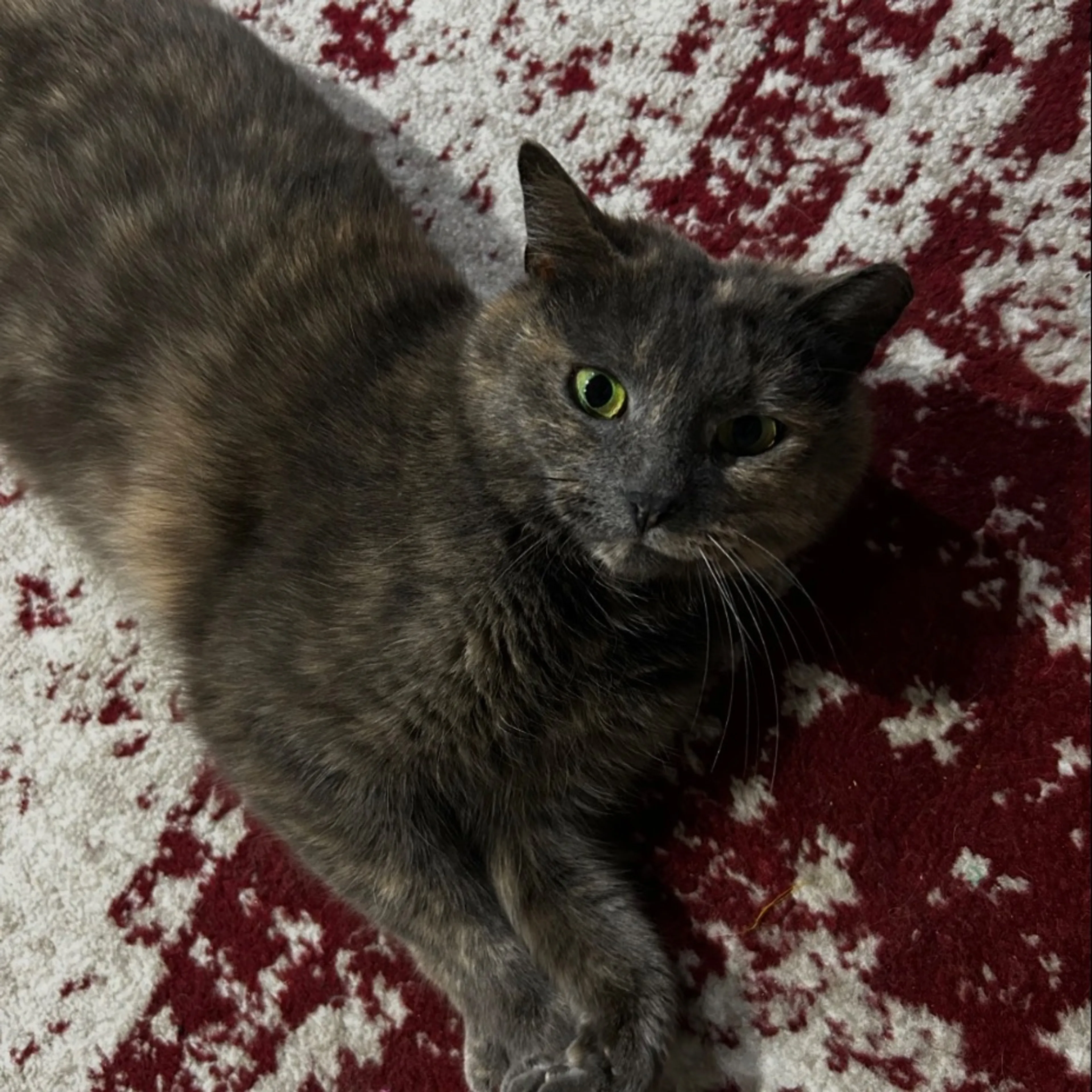 Lost pet