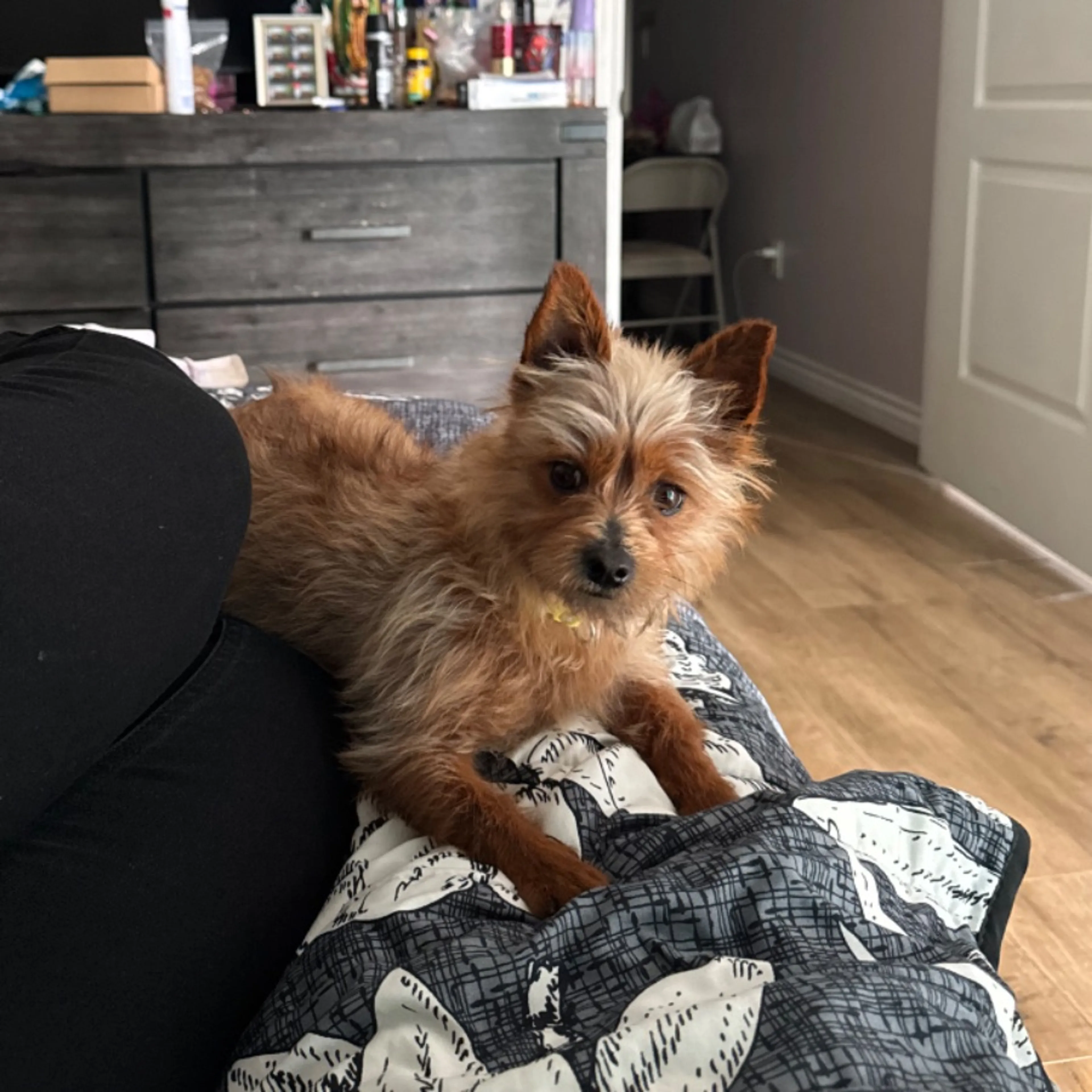 Lost pet