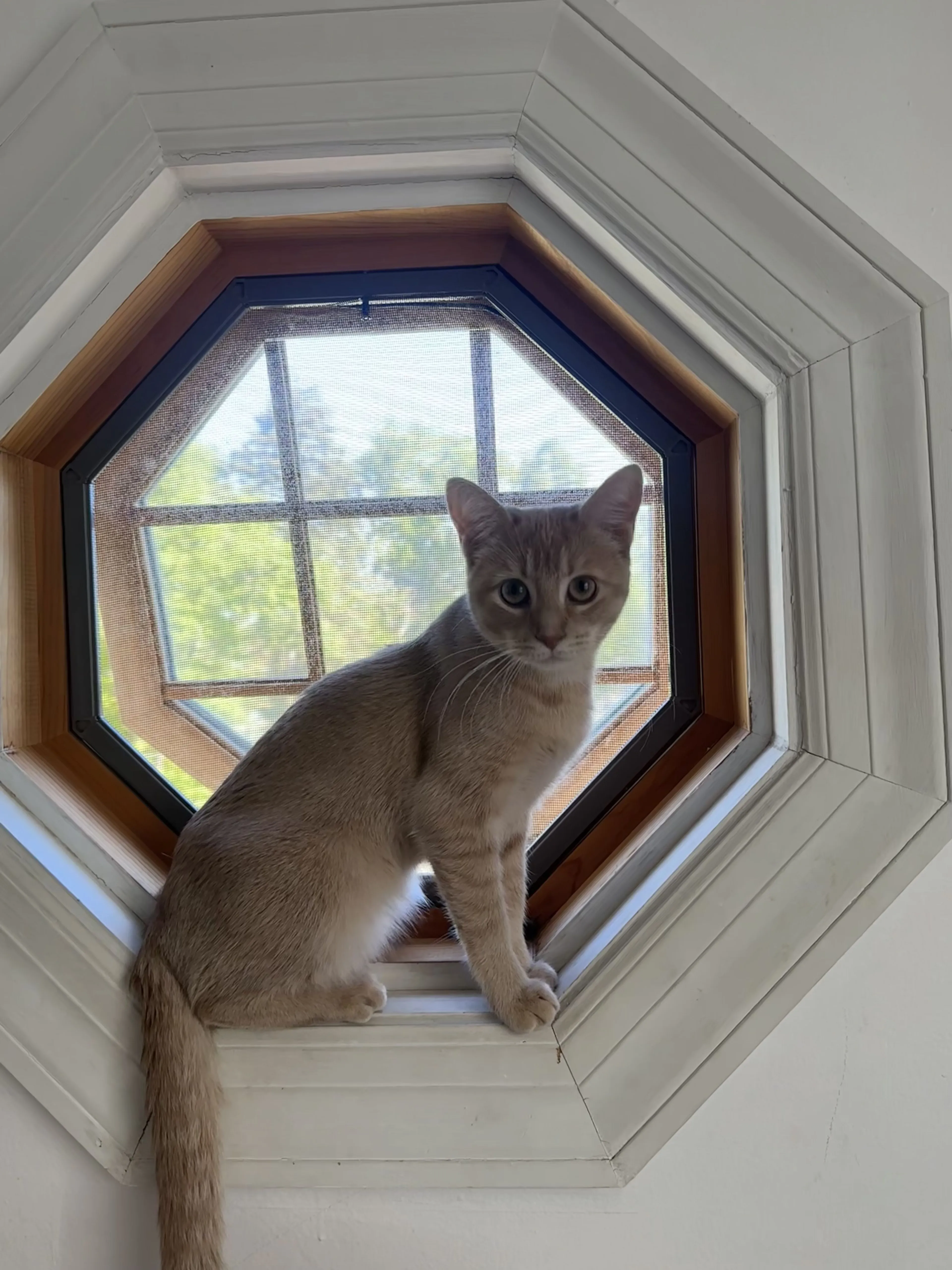 Lost pet