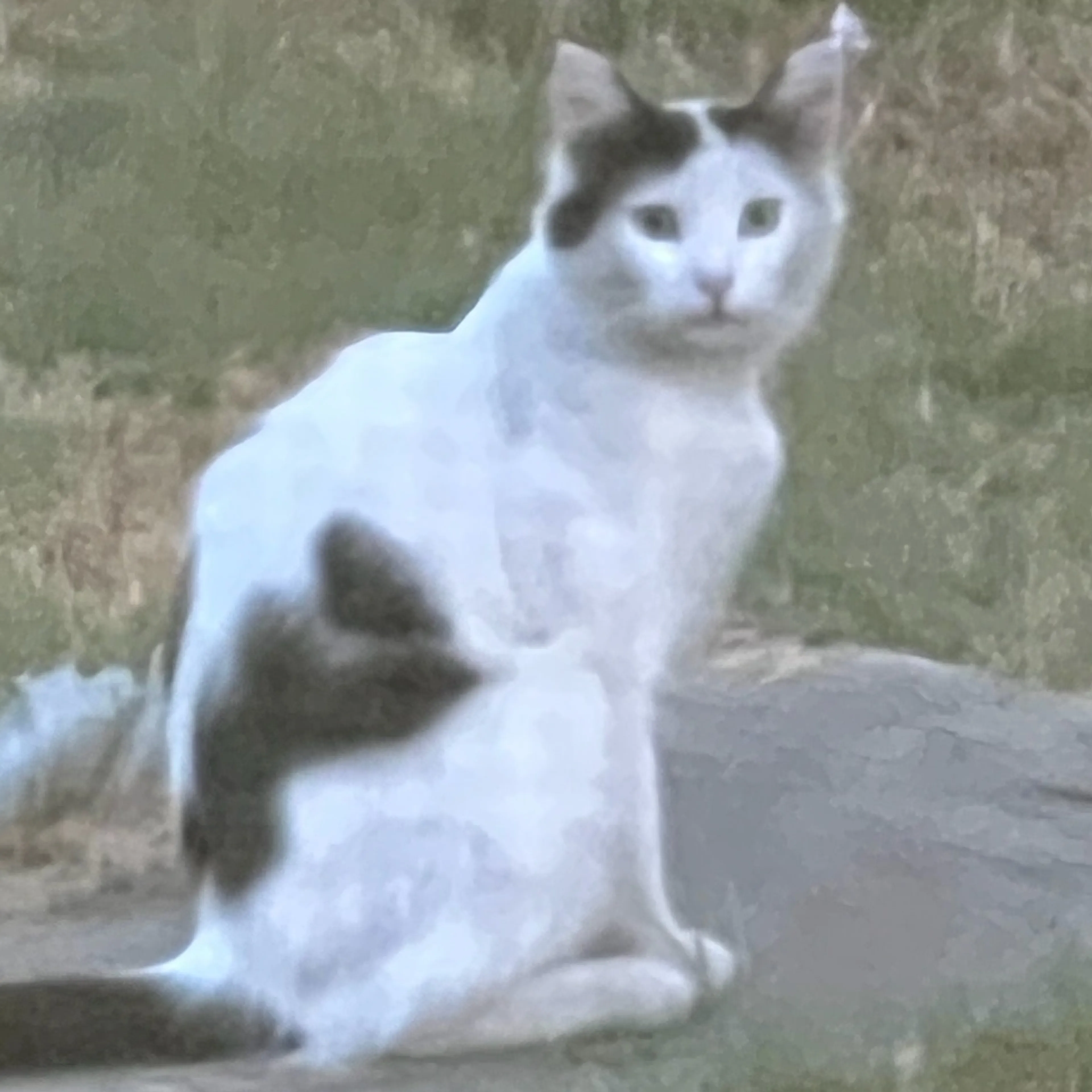 Lost pet-1