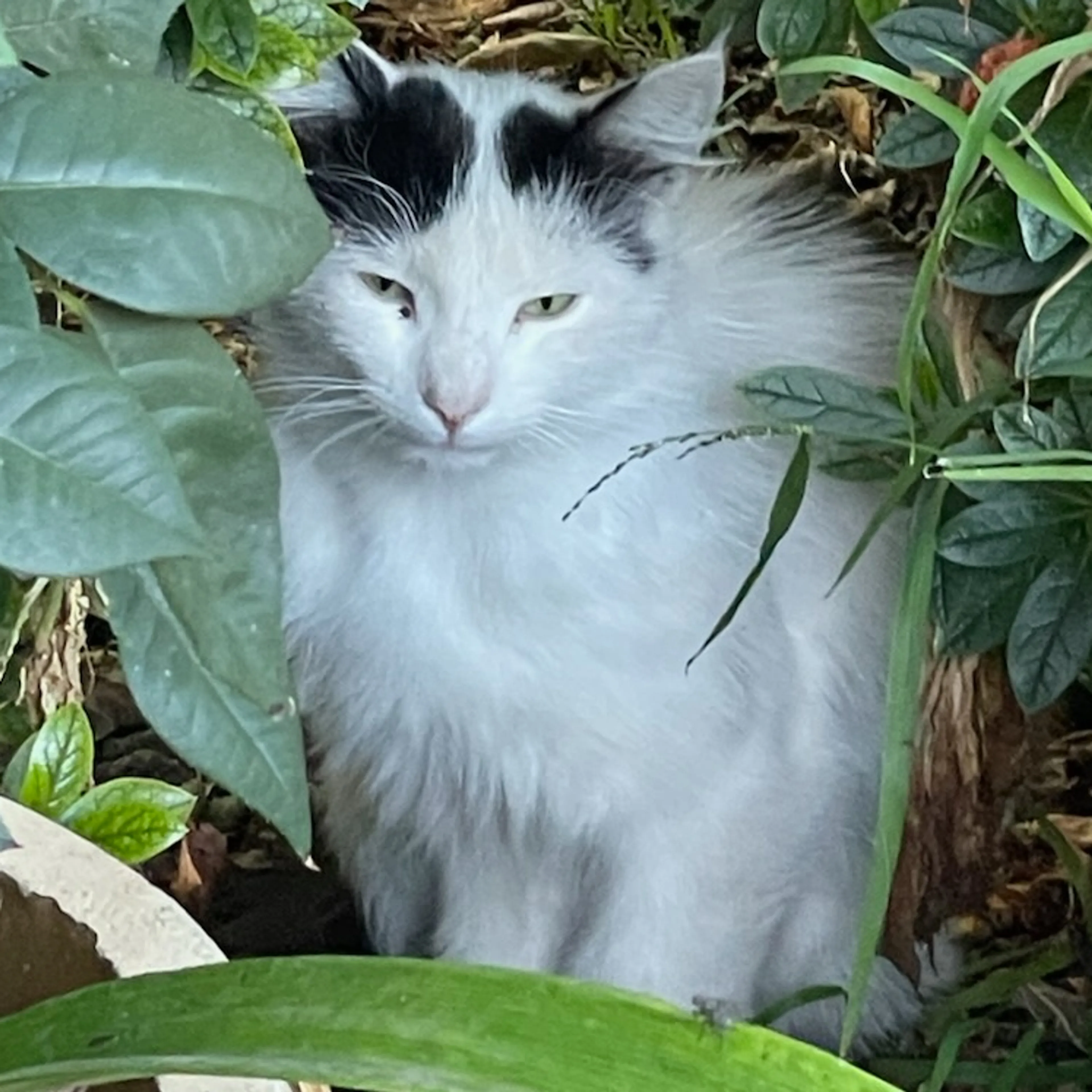 Lost pet-0