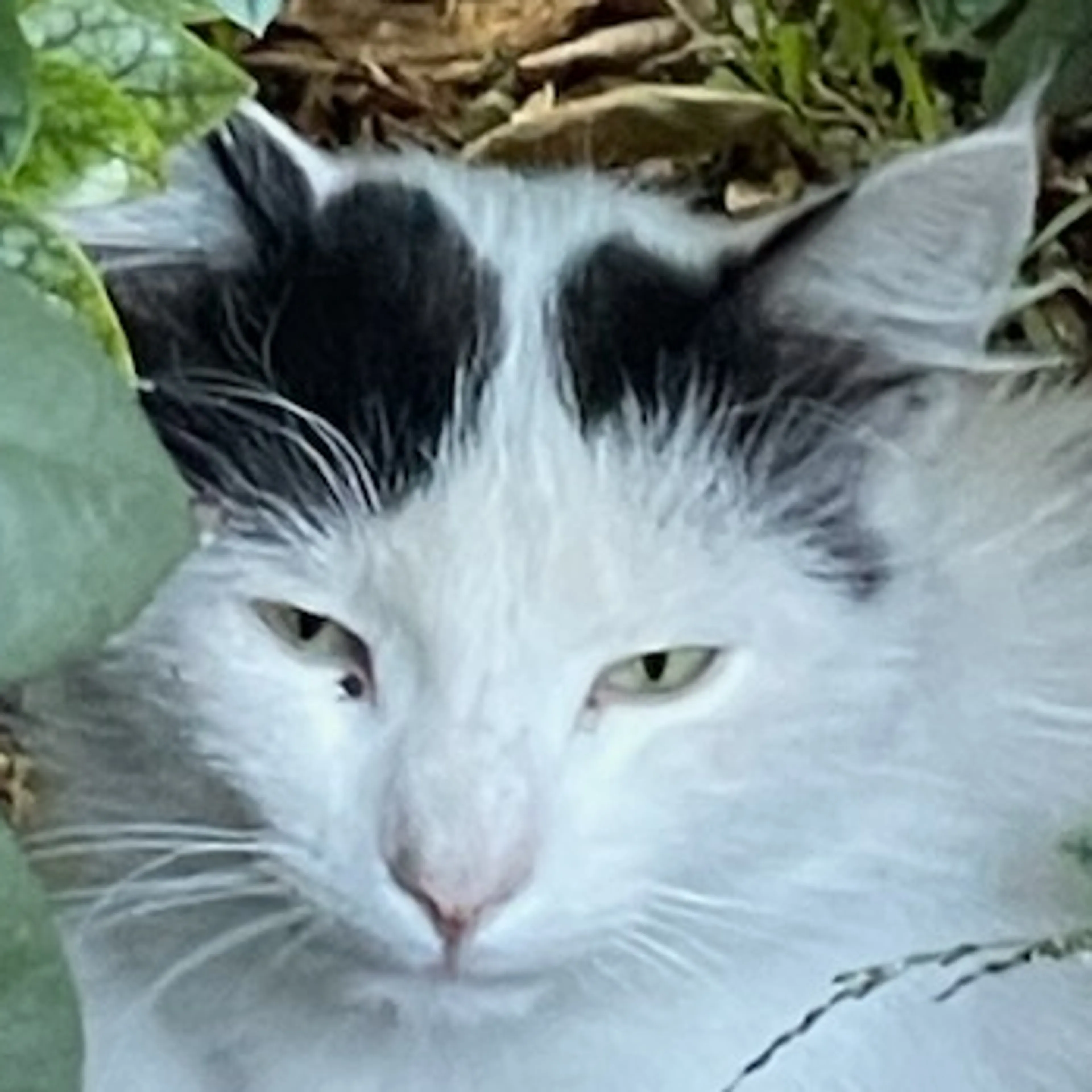 Lost pet-2