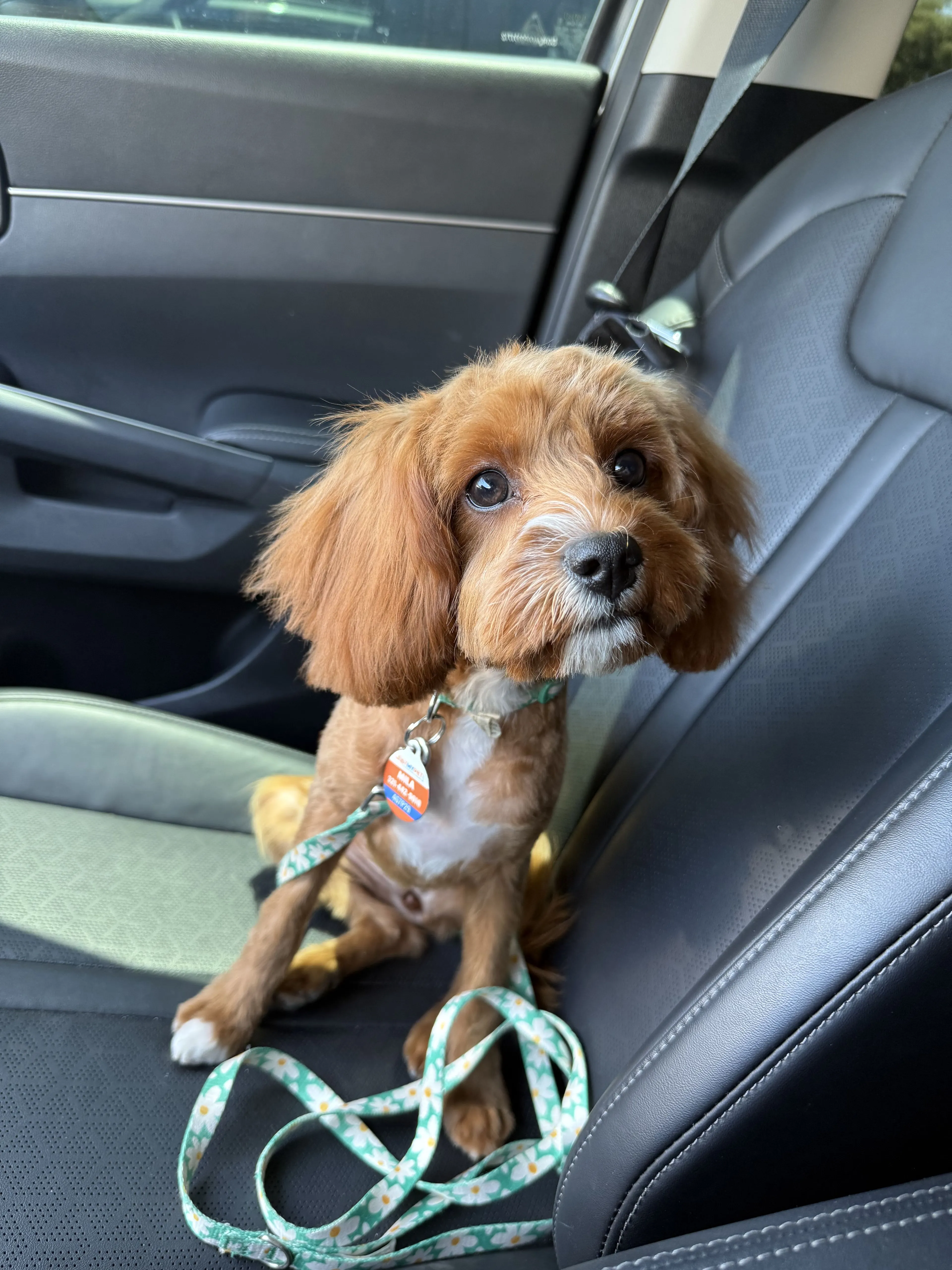 Lost pet-2