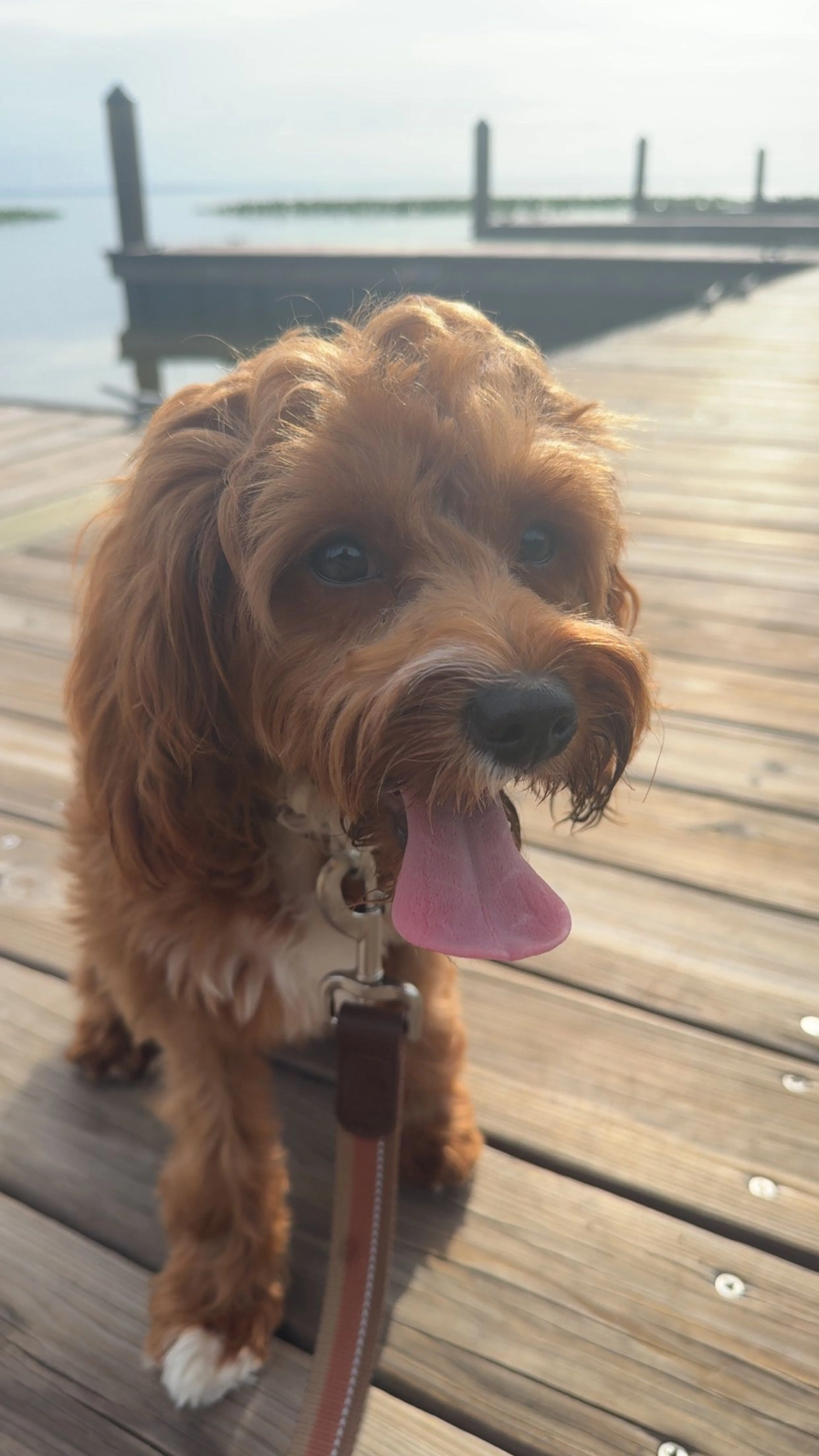 Lost pet-1