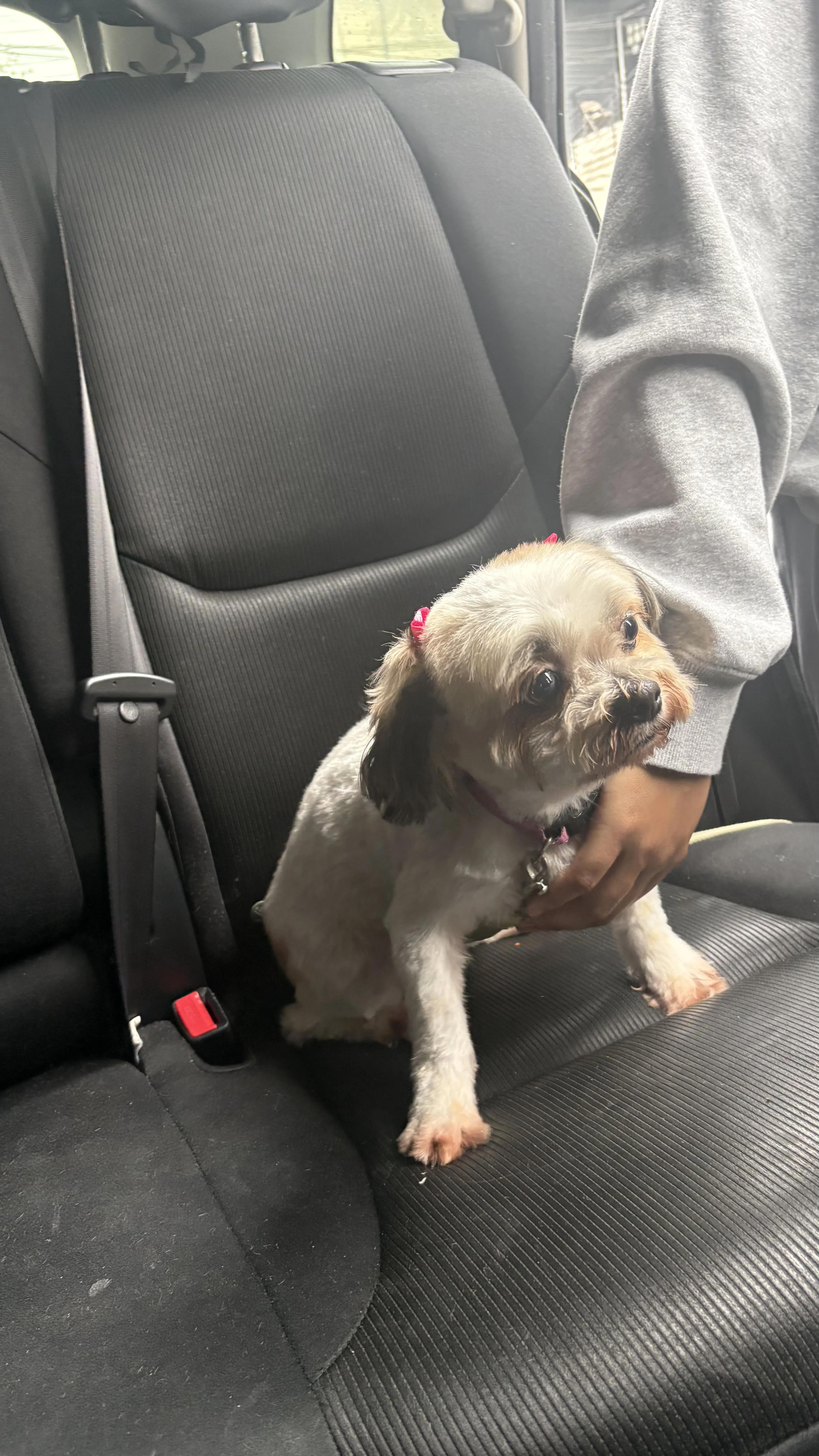 Lost pet