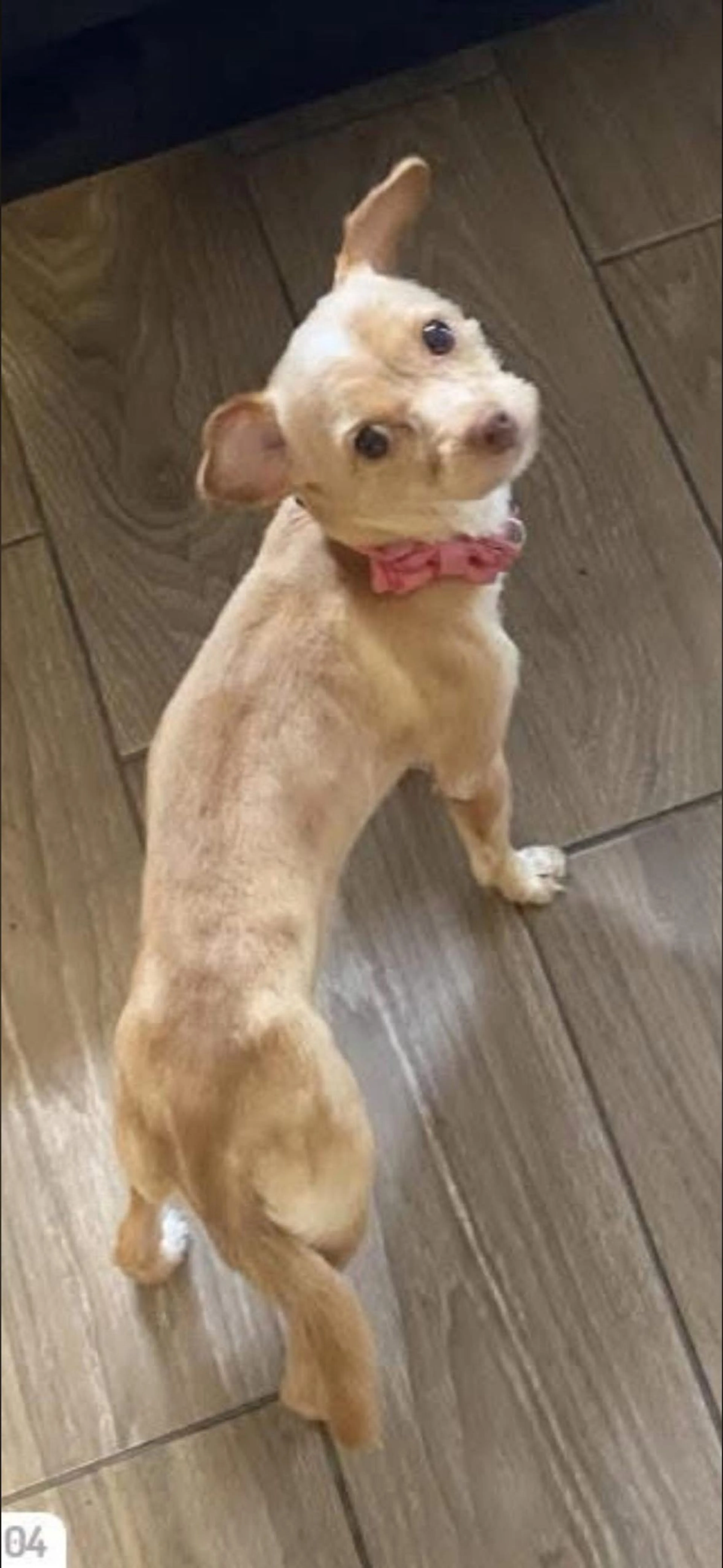 Lost pet