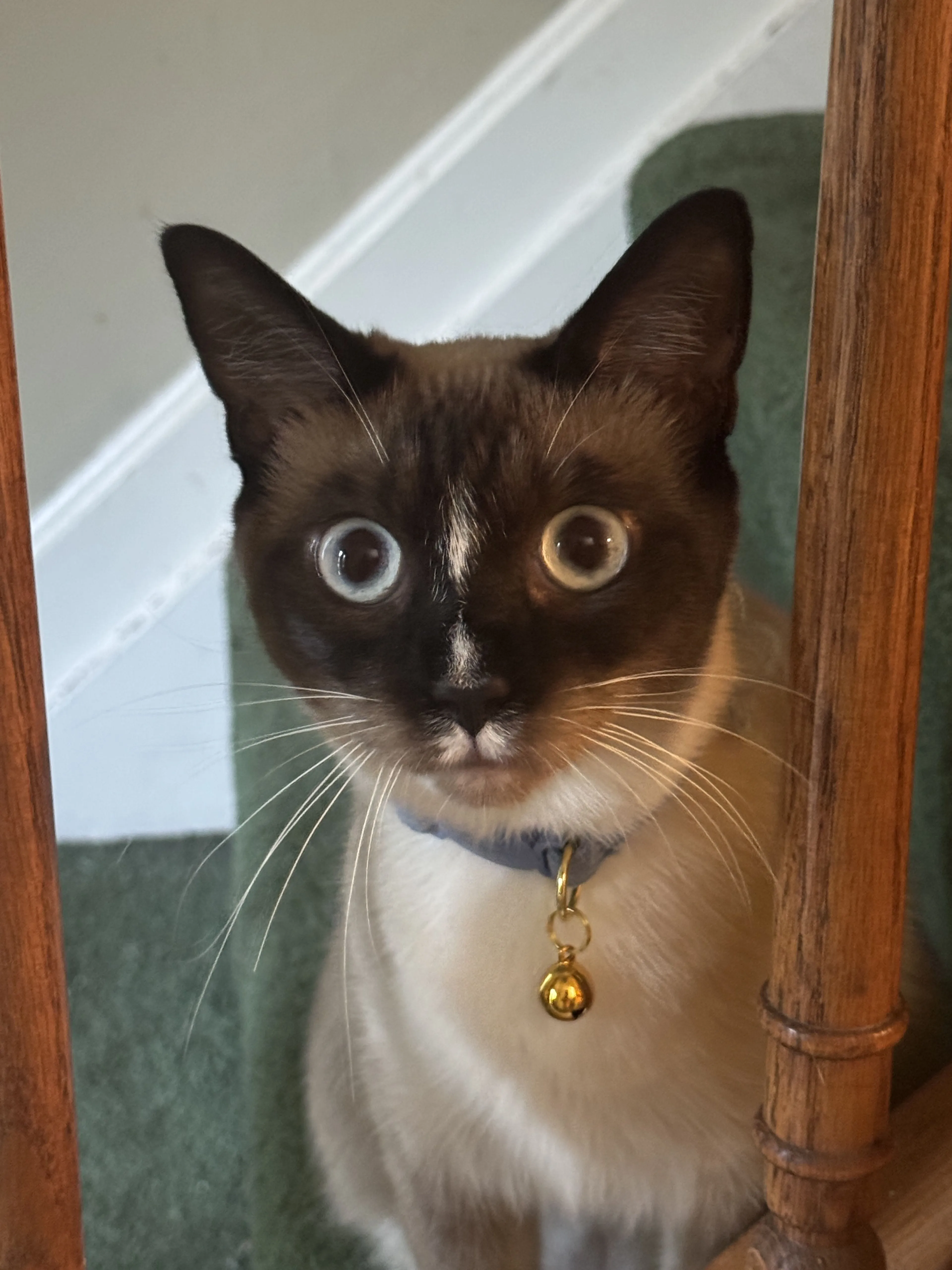 Lost pet-0