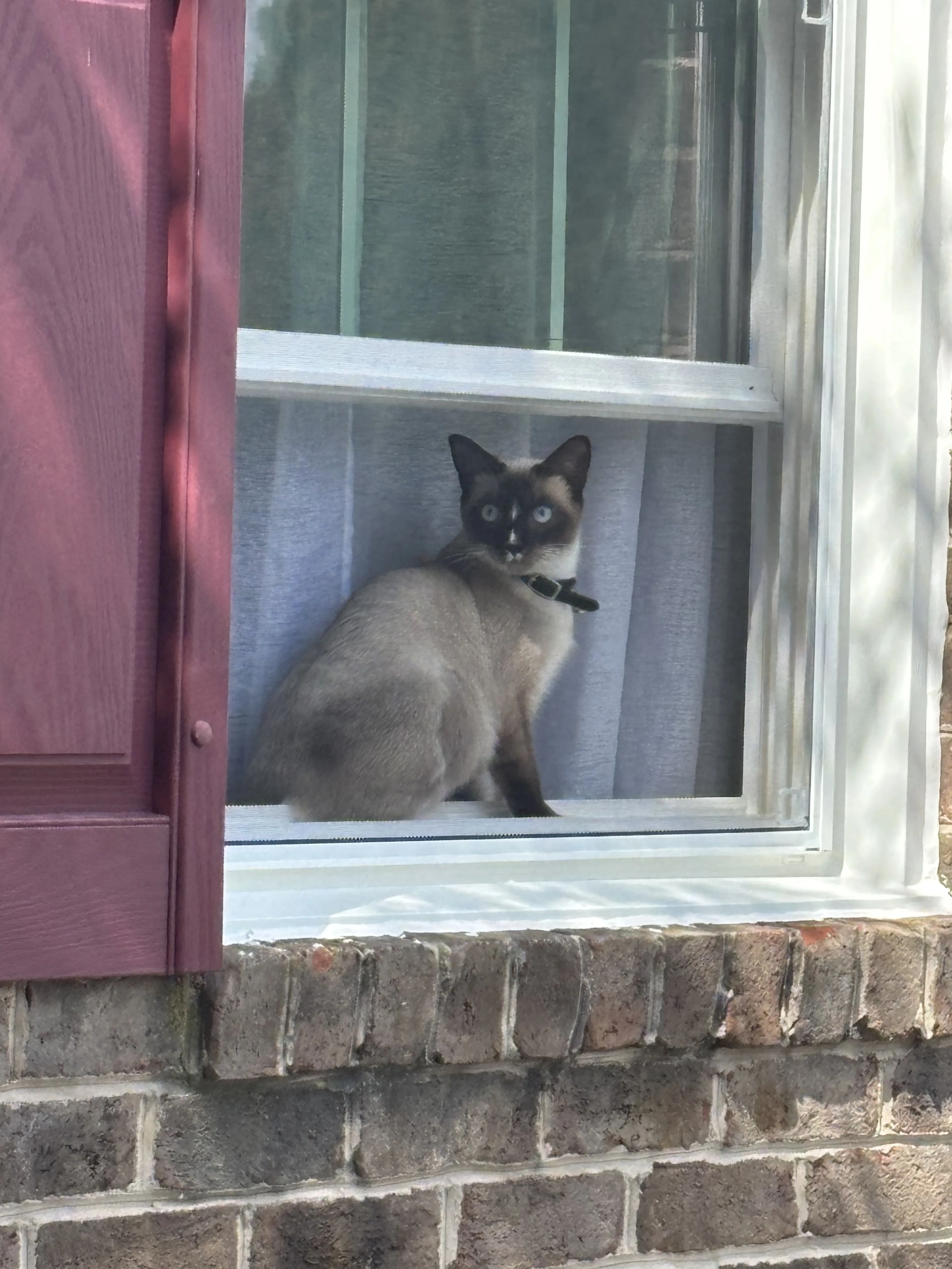 Lost pet-3