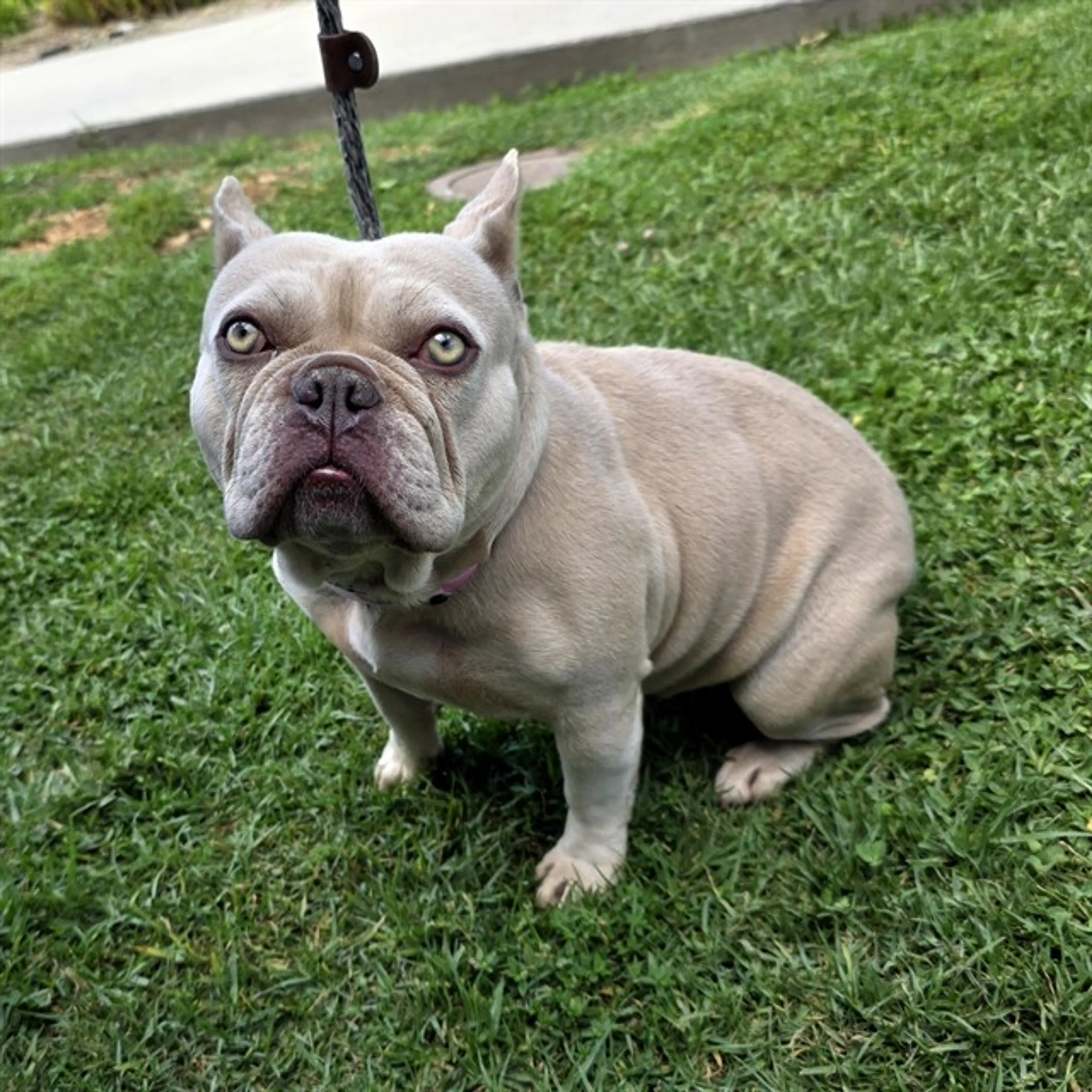 Found pet