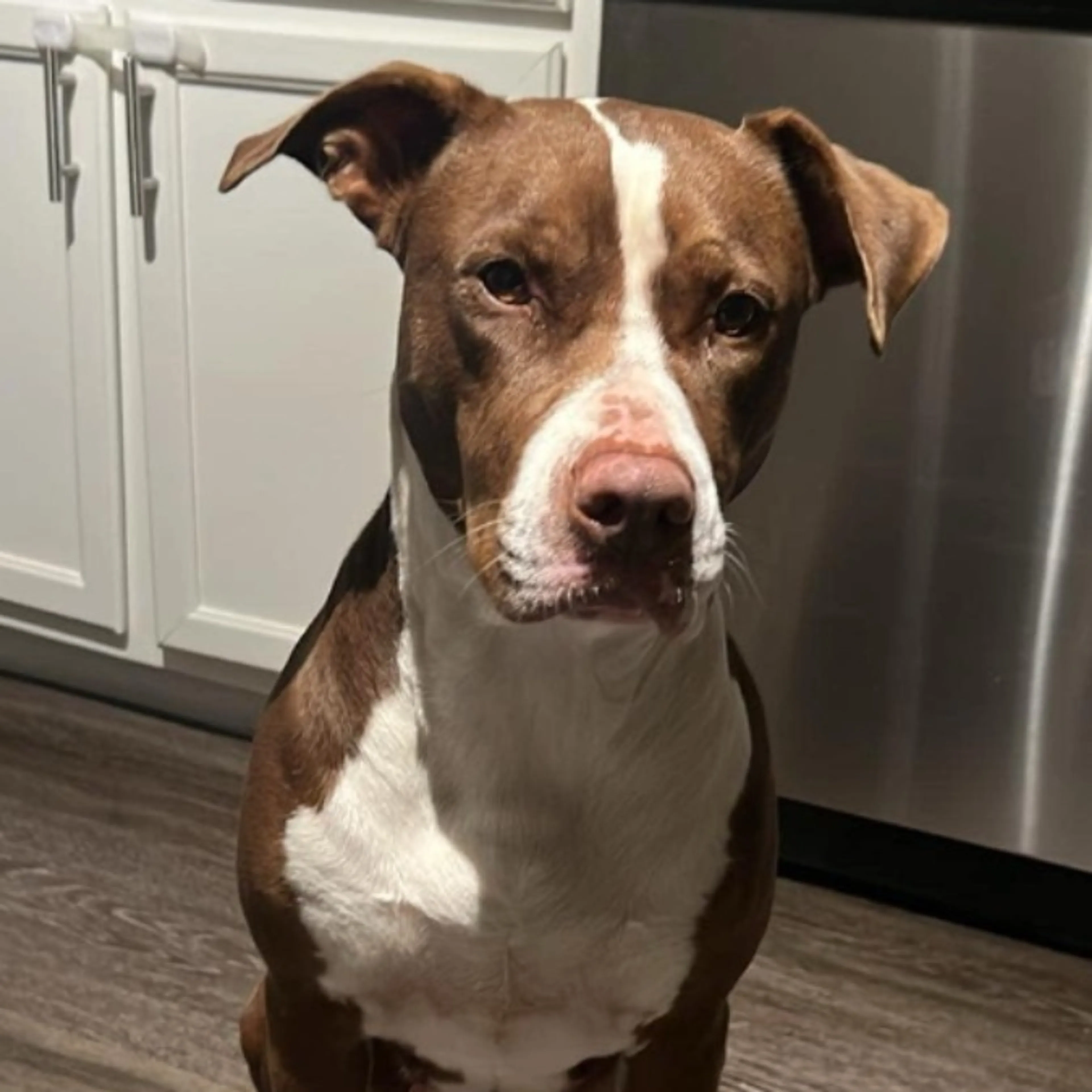 Lost pet