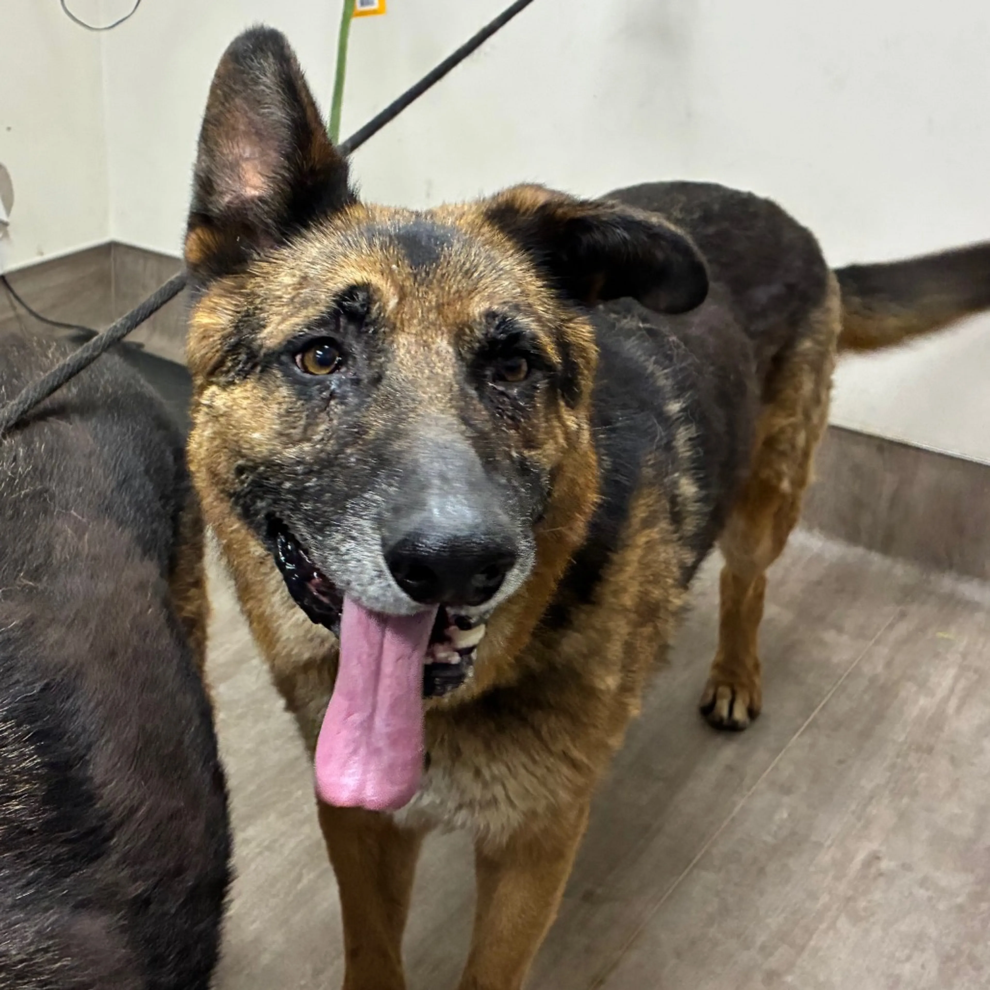 Found pet
