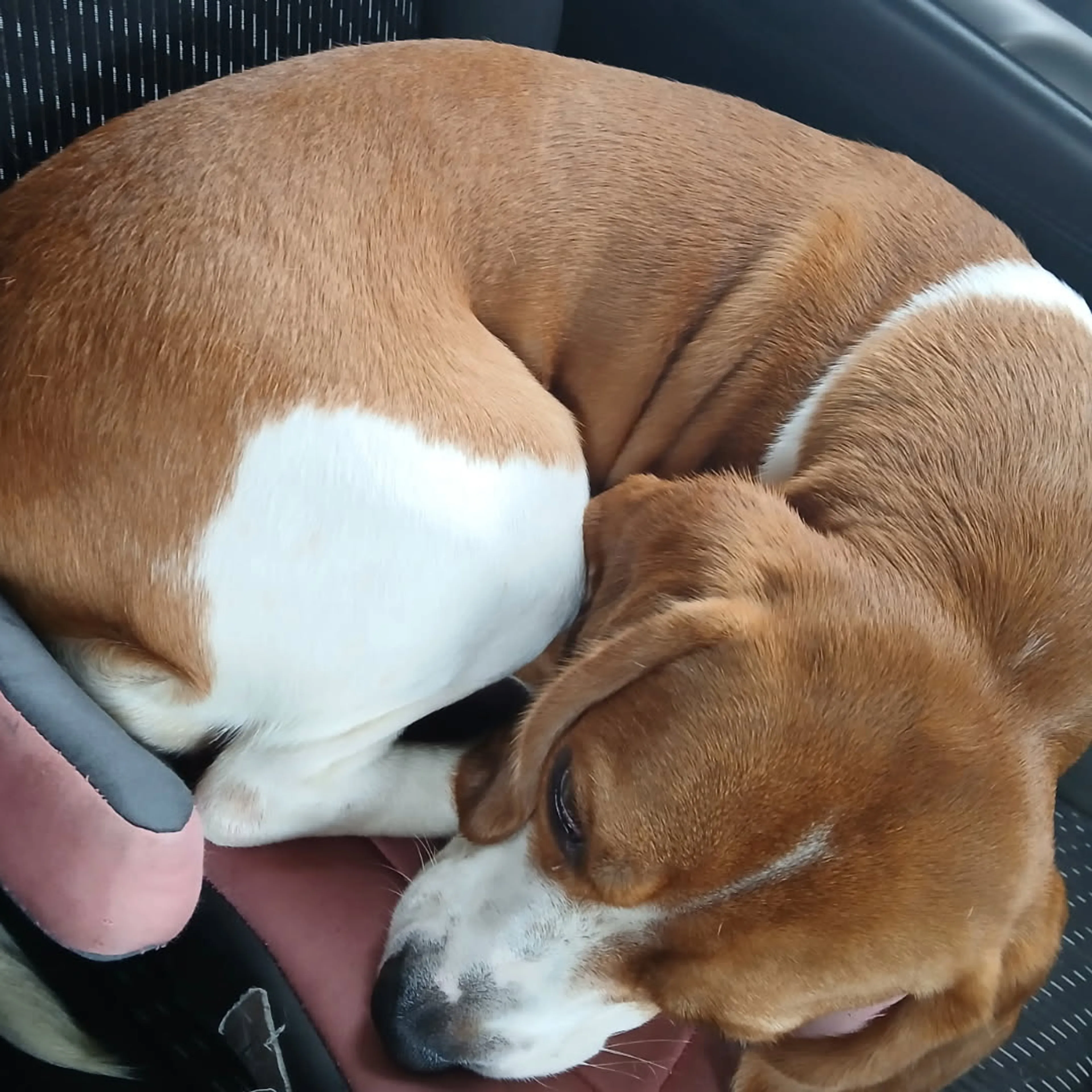 Found pet-1