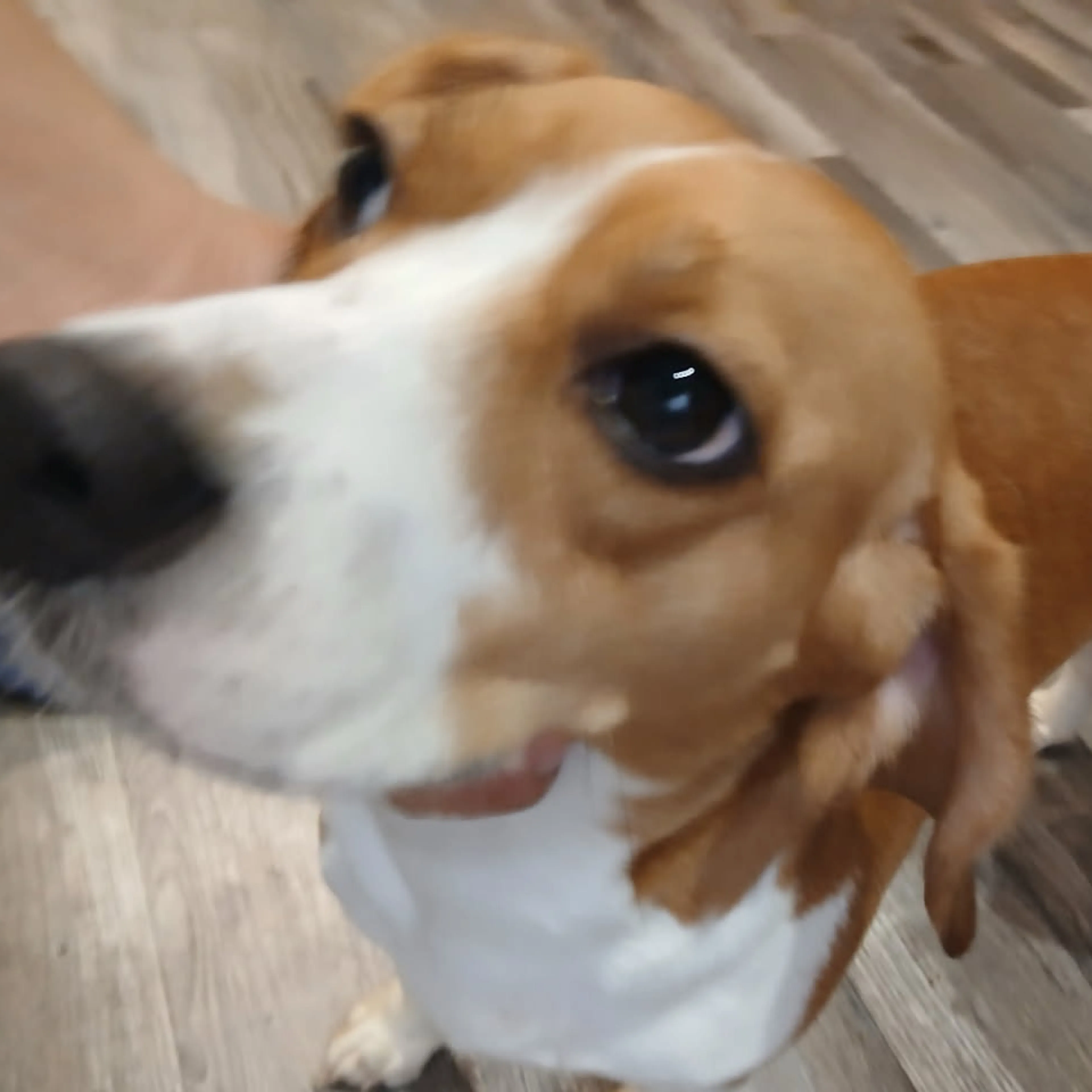 Found pet-2