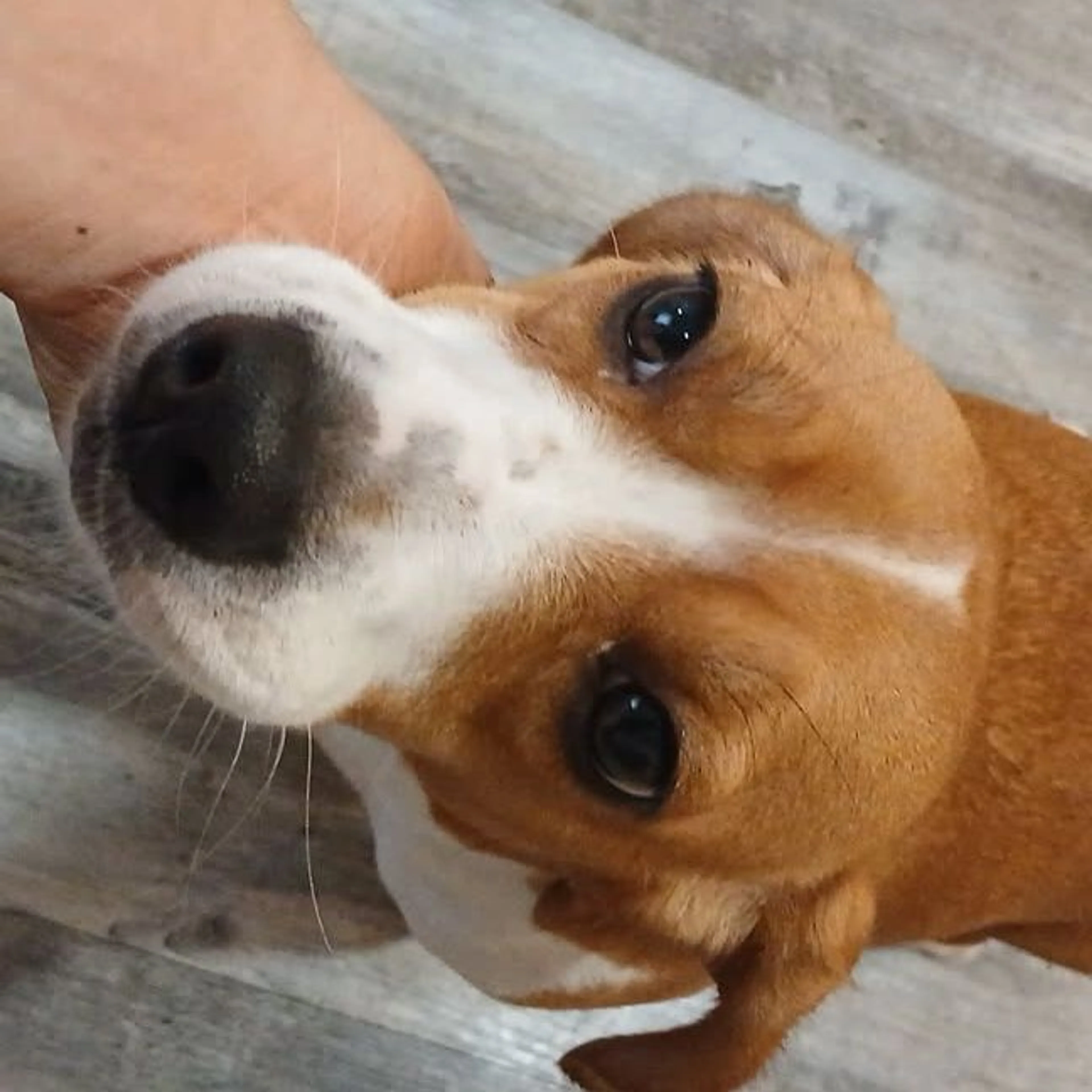 Found pet-0