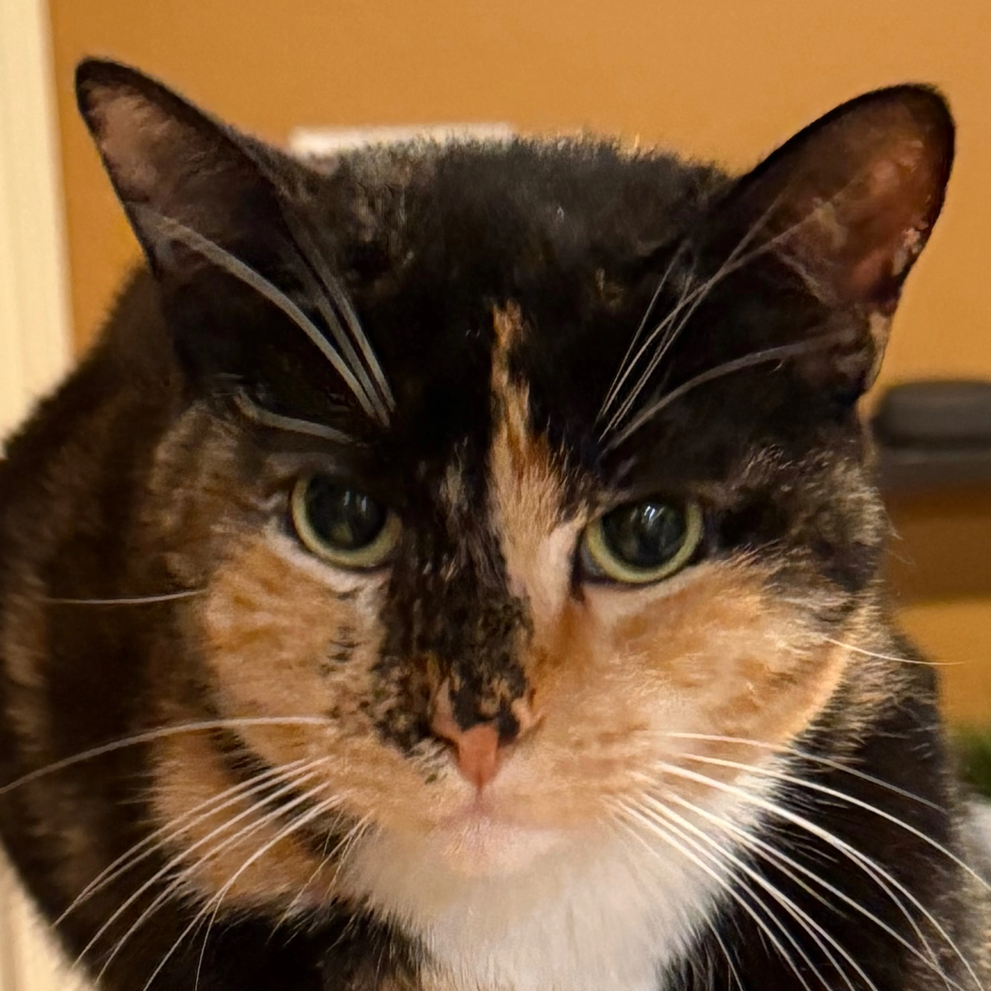 Lost pet-2
