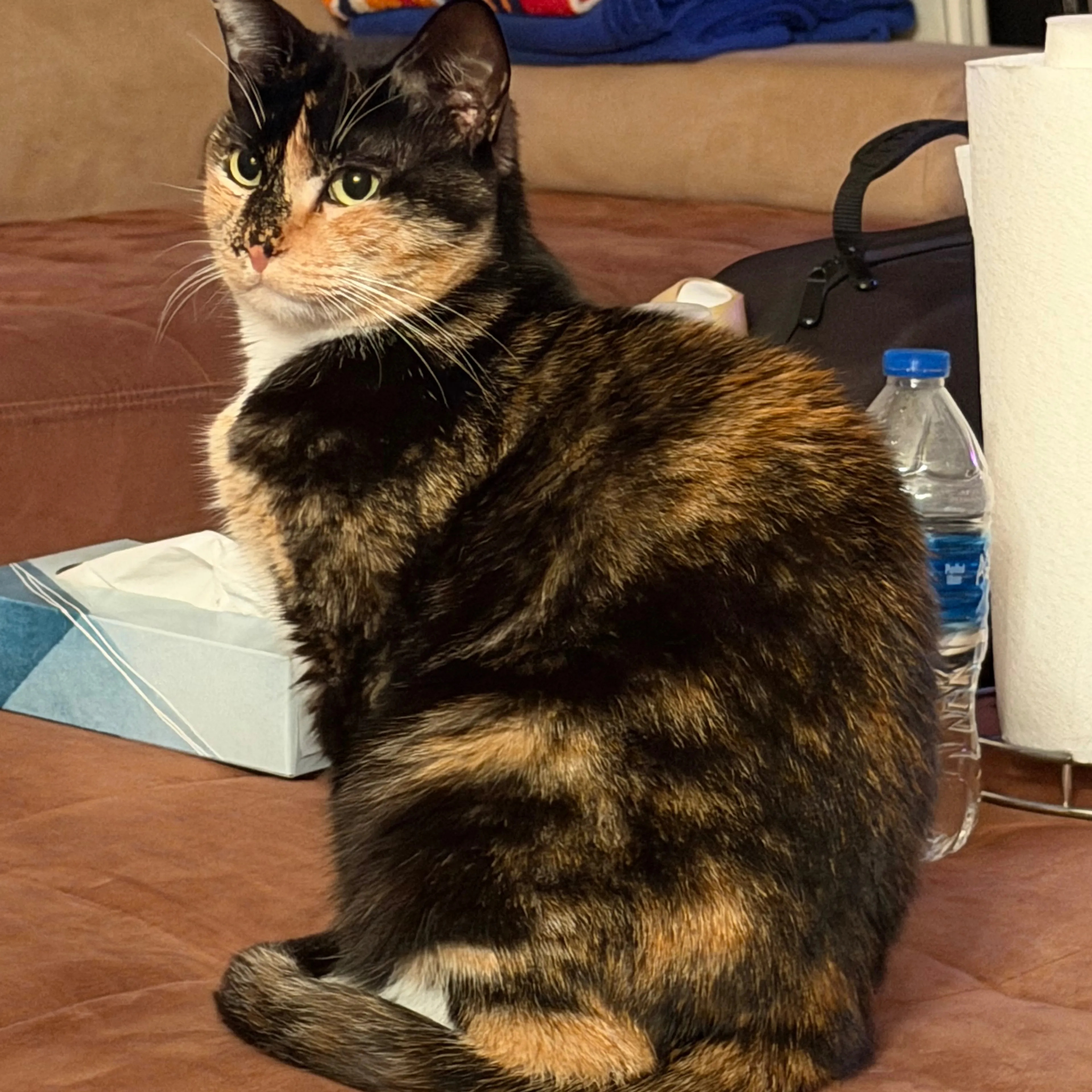 Lost pet-1