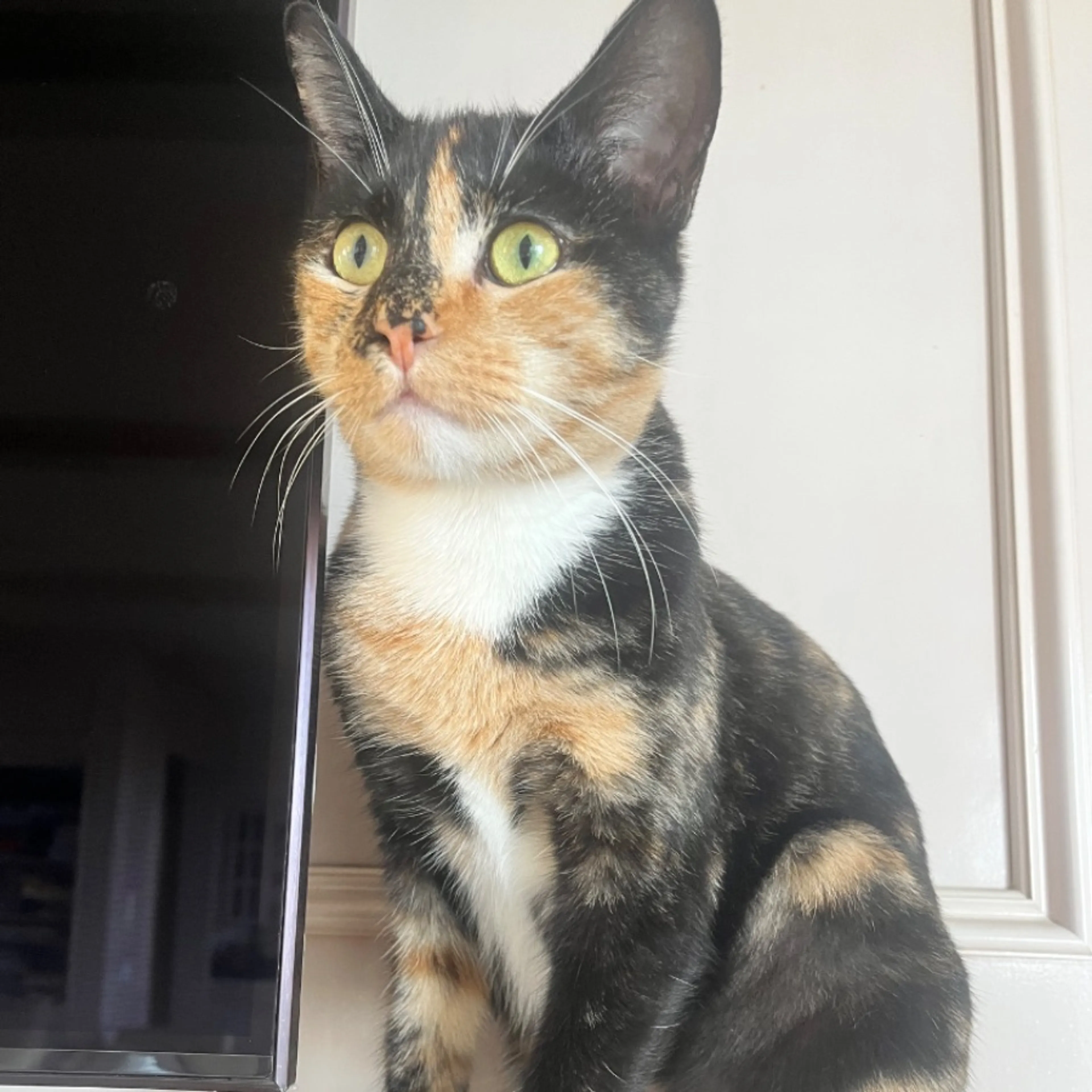 Lost pet-0