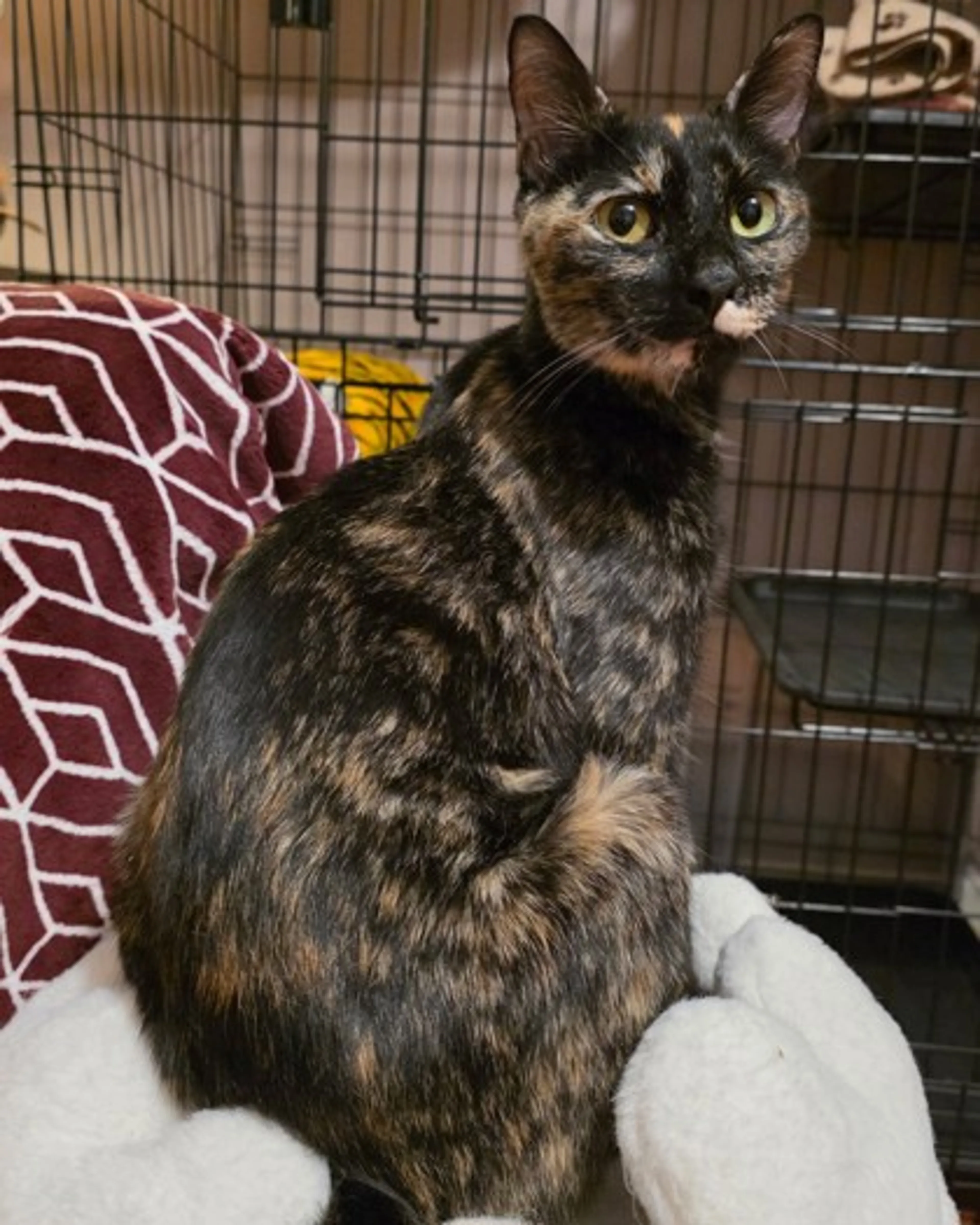Found pet
