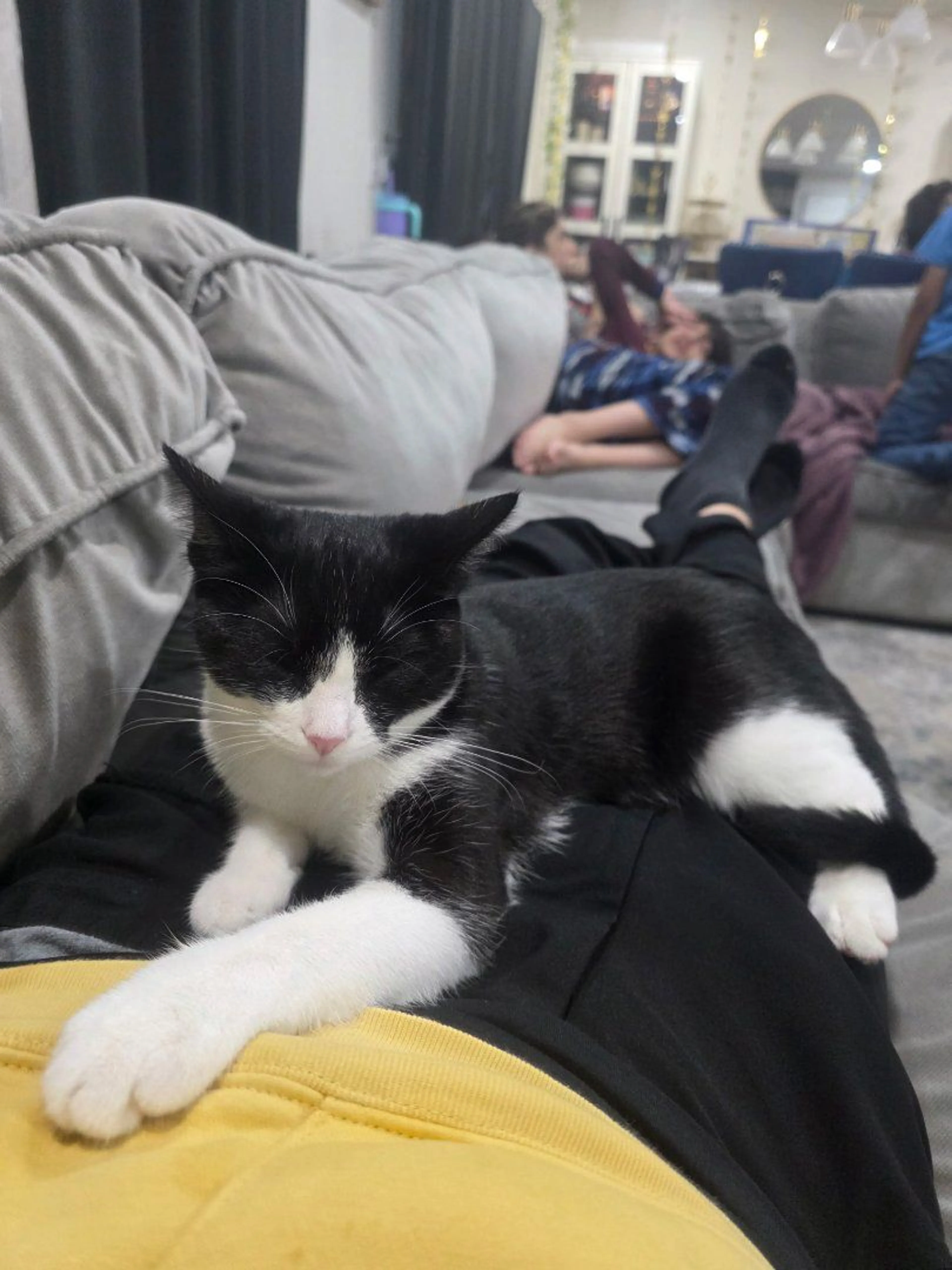 Lost pet-0