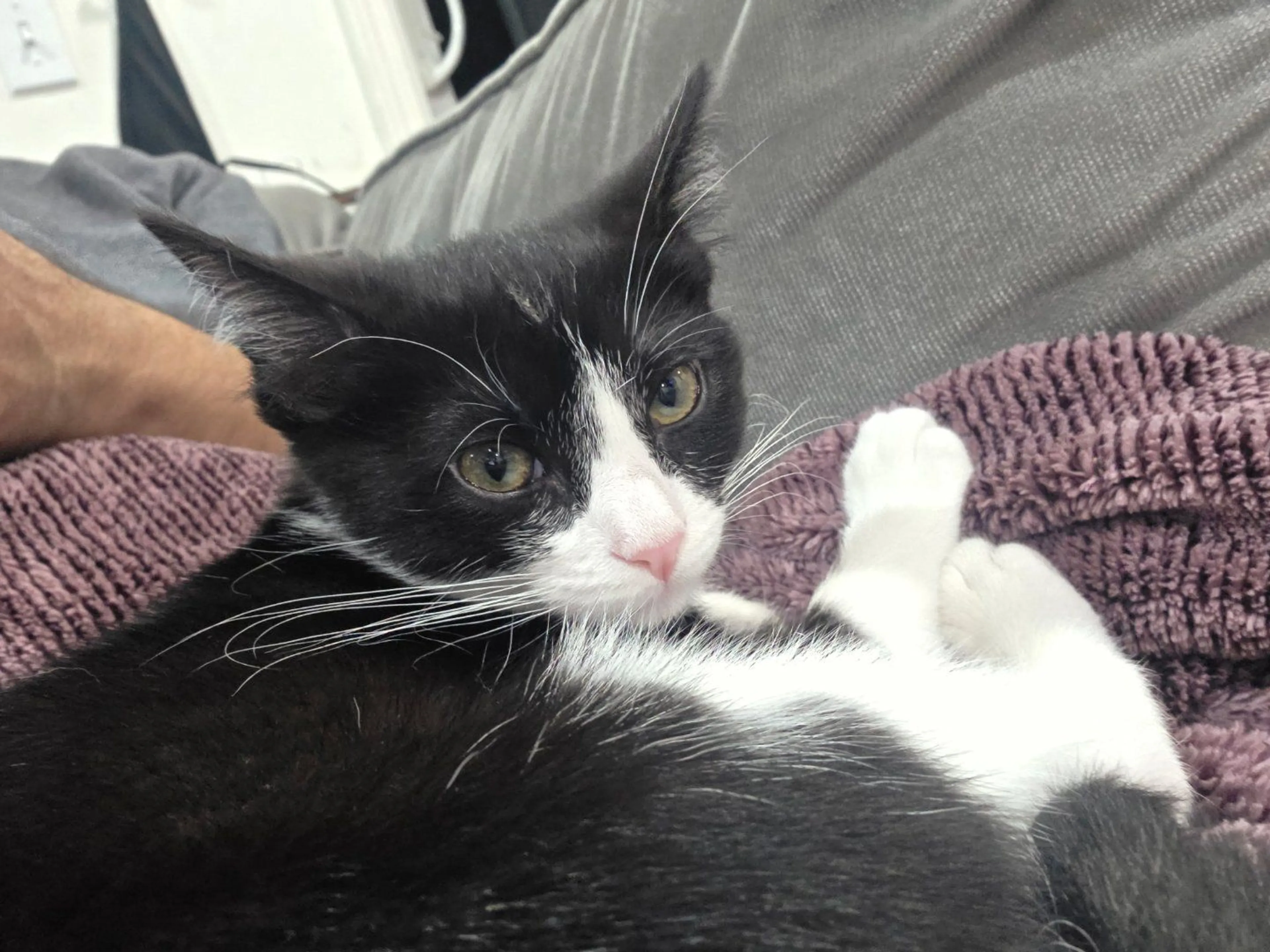 Lost pet-2