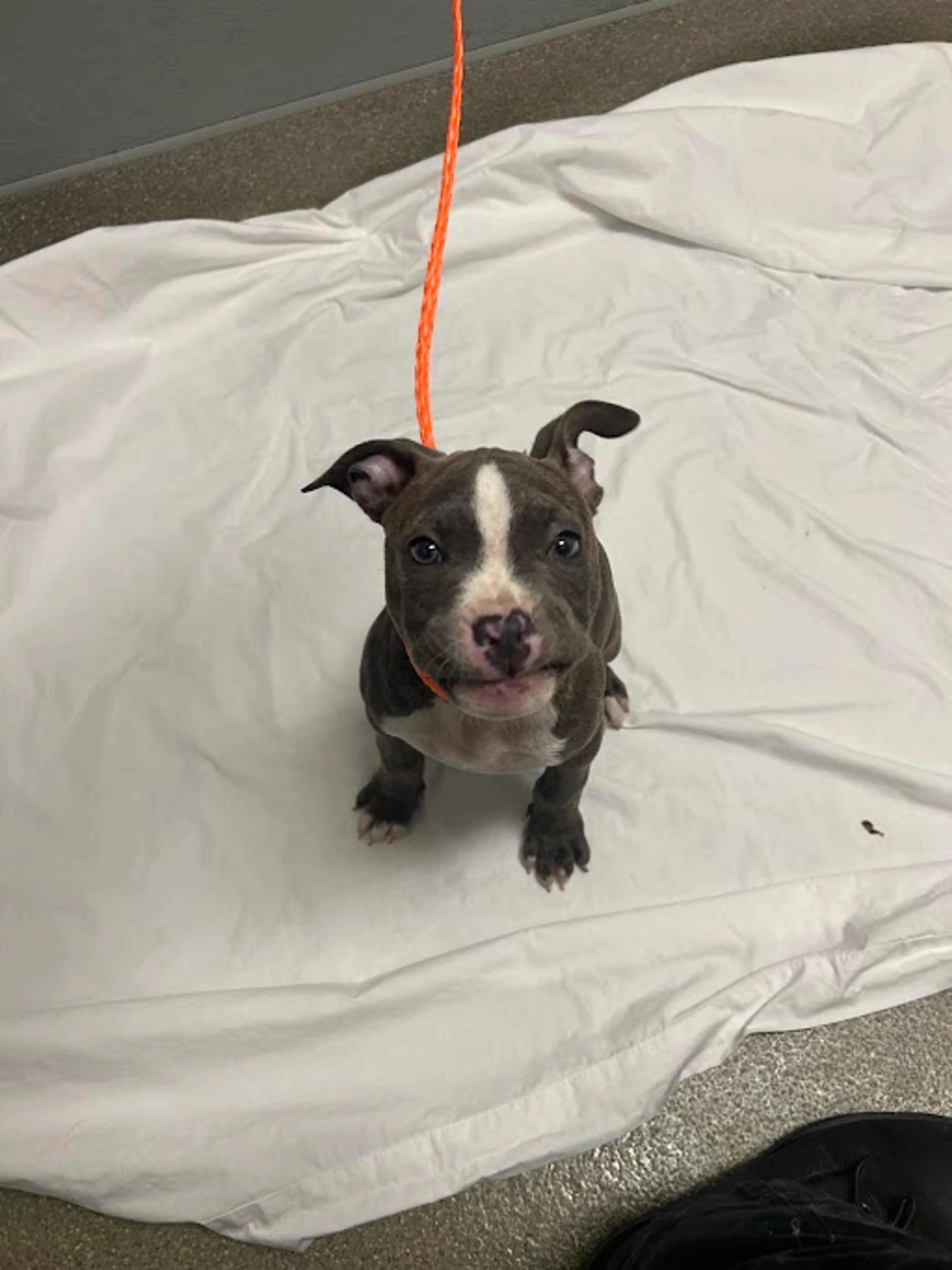 Found pet