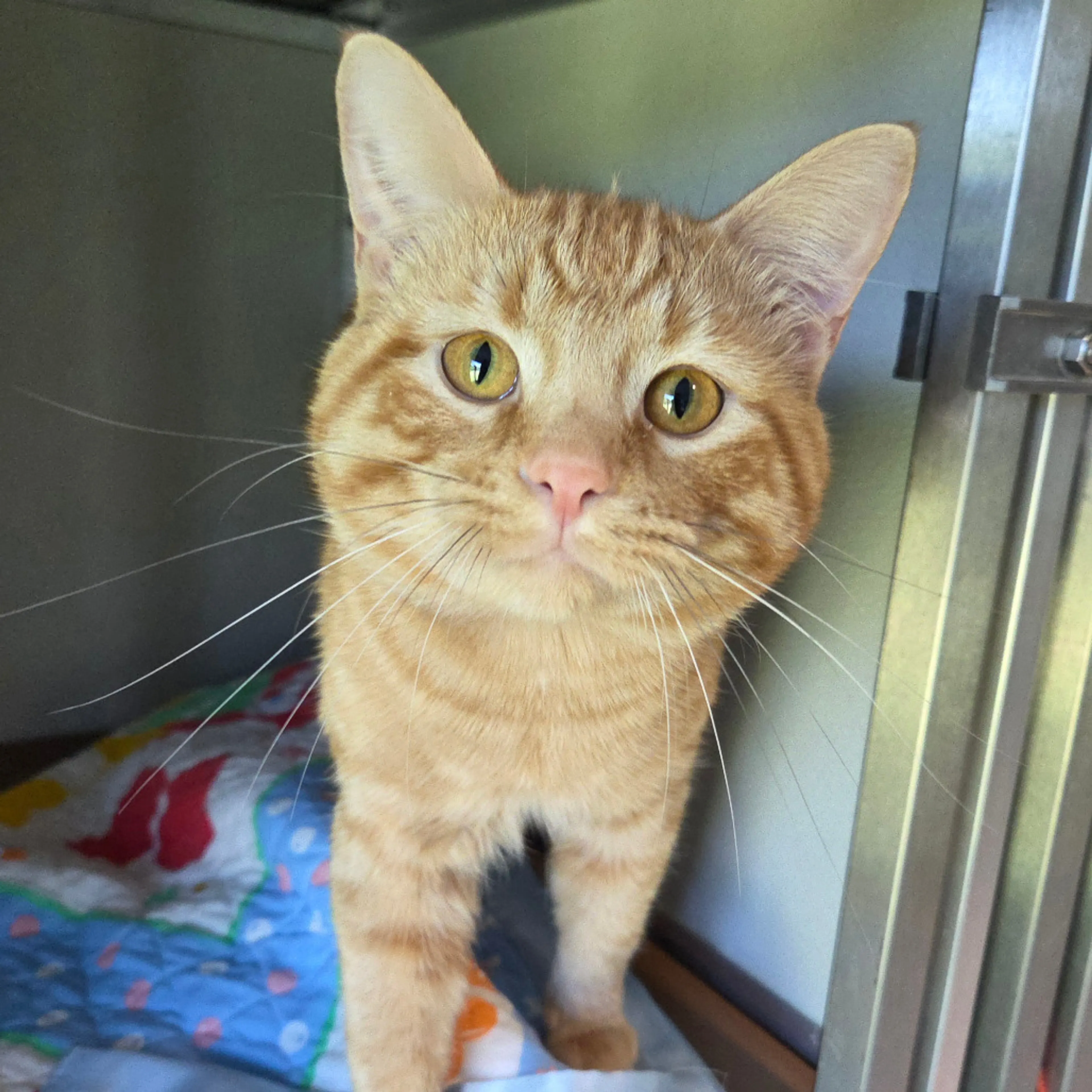 Found pet-1
