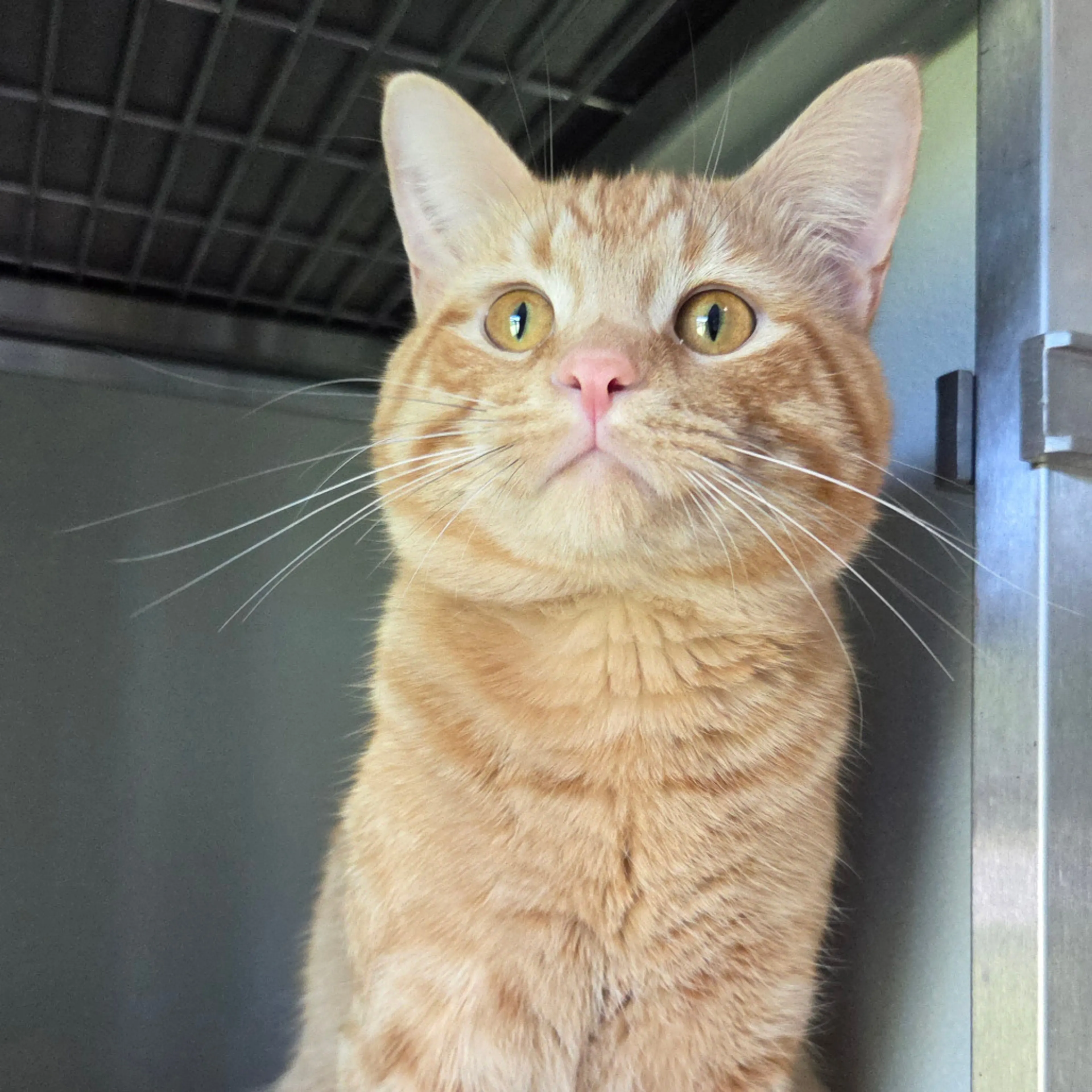 Found pet-2